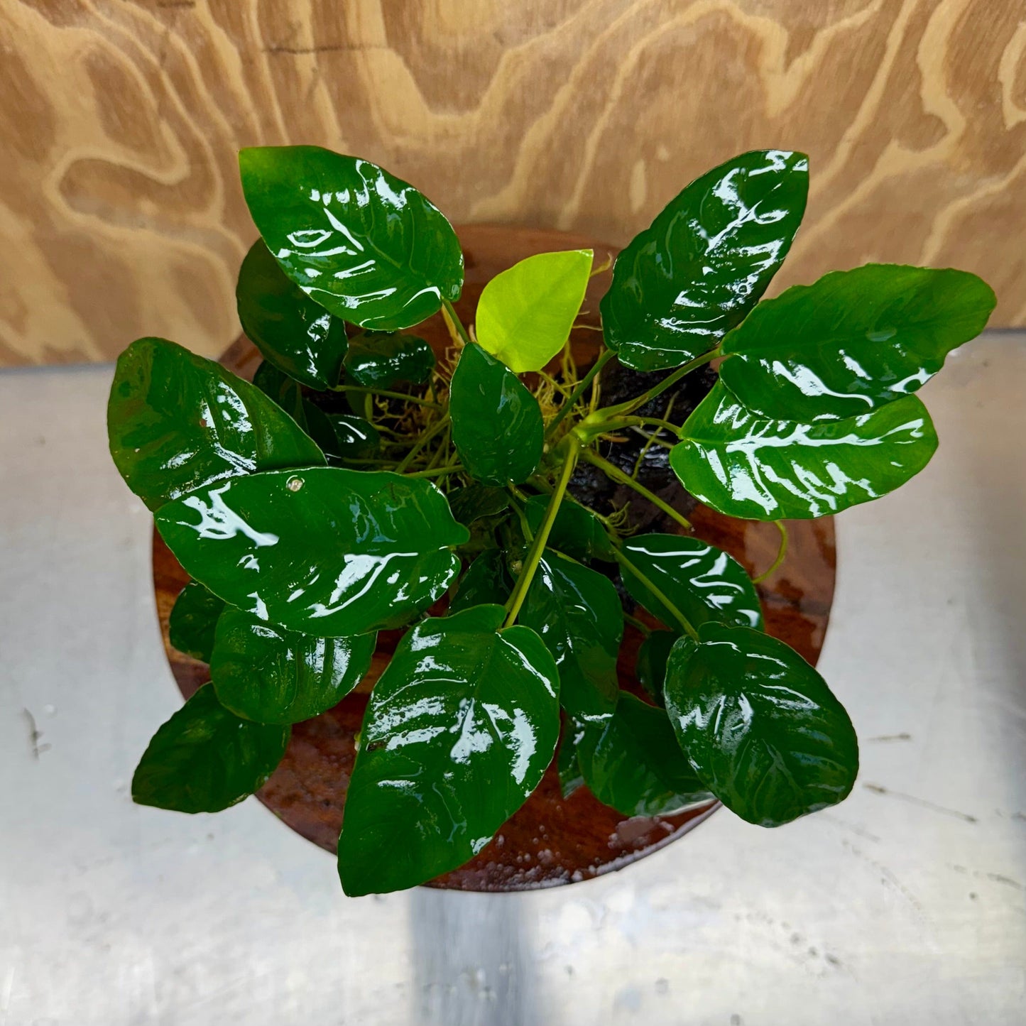 Pisces Enterprises One Only Anubias 'Nana' on Medium Driftwood Creation - One Only - Graceful Anubias Old Type Afzelli on Medium Driftwood - ONE ONLY - Scapeshop