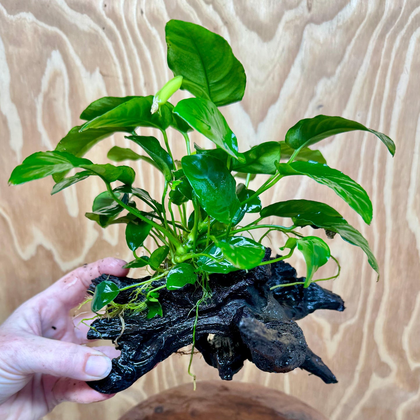 Pisces Enterprises One Only Anubias 'Nana' on Medium Driftwood Creation - One Only - Graceful Anubias Old Type Afzelli on Medium Driftwood - ONE ONLY - Scapeshop
