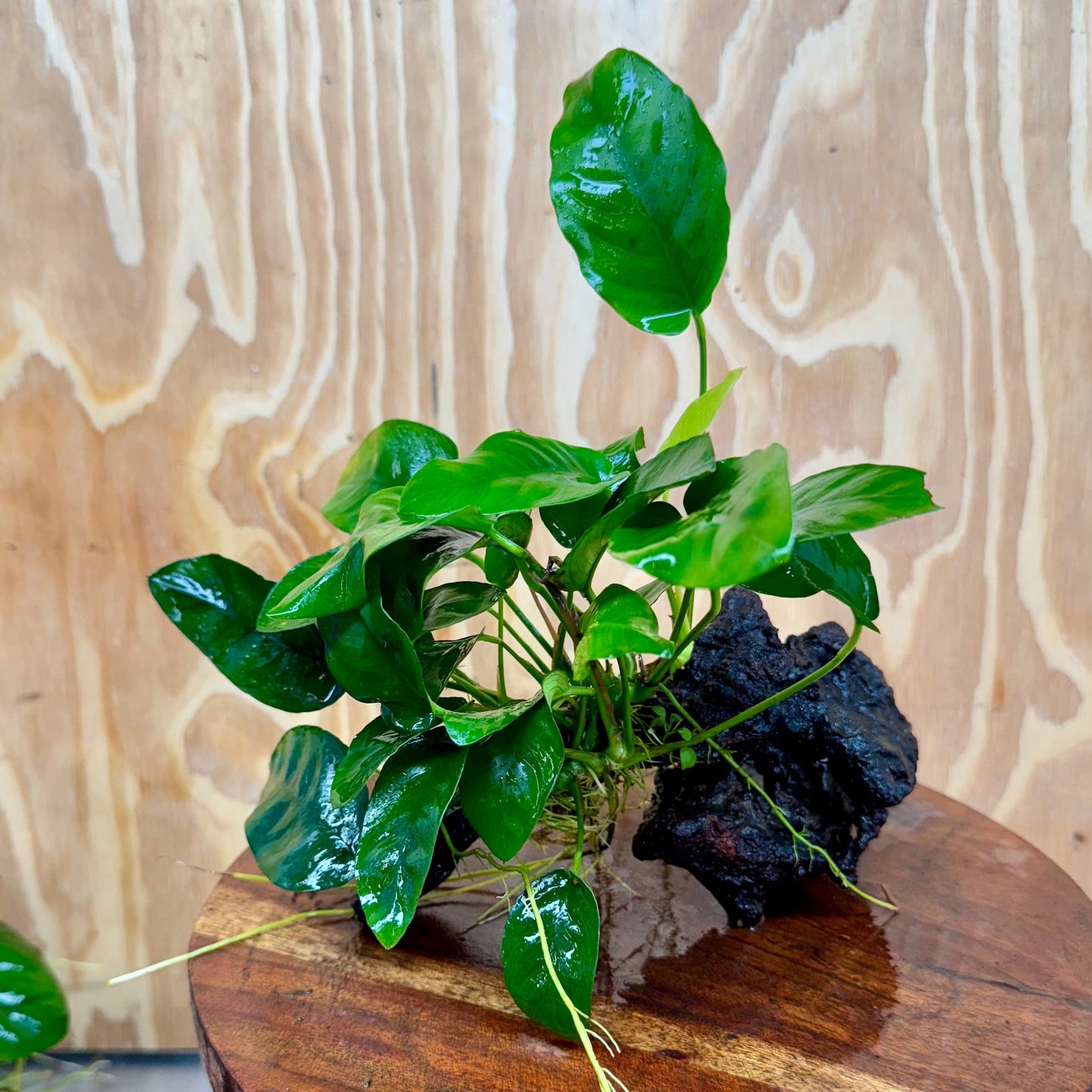 Pisces Enterprises One Only Anubias ‘Nana' on Medium Driftwood Creation - One Only - Joyful Anubias Nana on Medium Driftwood - ONE ONLY - Scapeshop Aquarium Plants