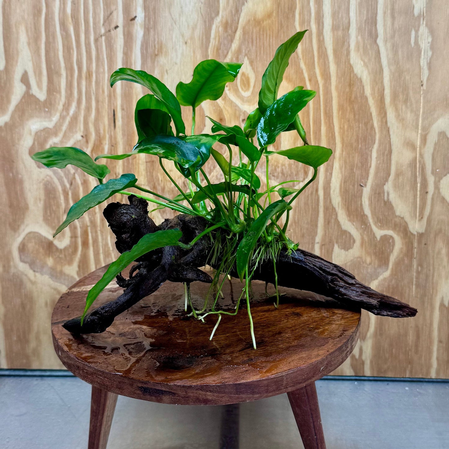 Pisces Enterprises One Only Anubias ‘Nana' on Medium Driftwood Creation - One Only - Joyful Anubias Nana on Medium Driftwood - ONE ONLY - Scapeshop Aquarium Plants
