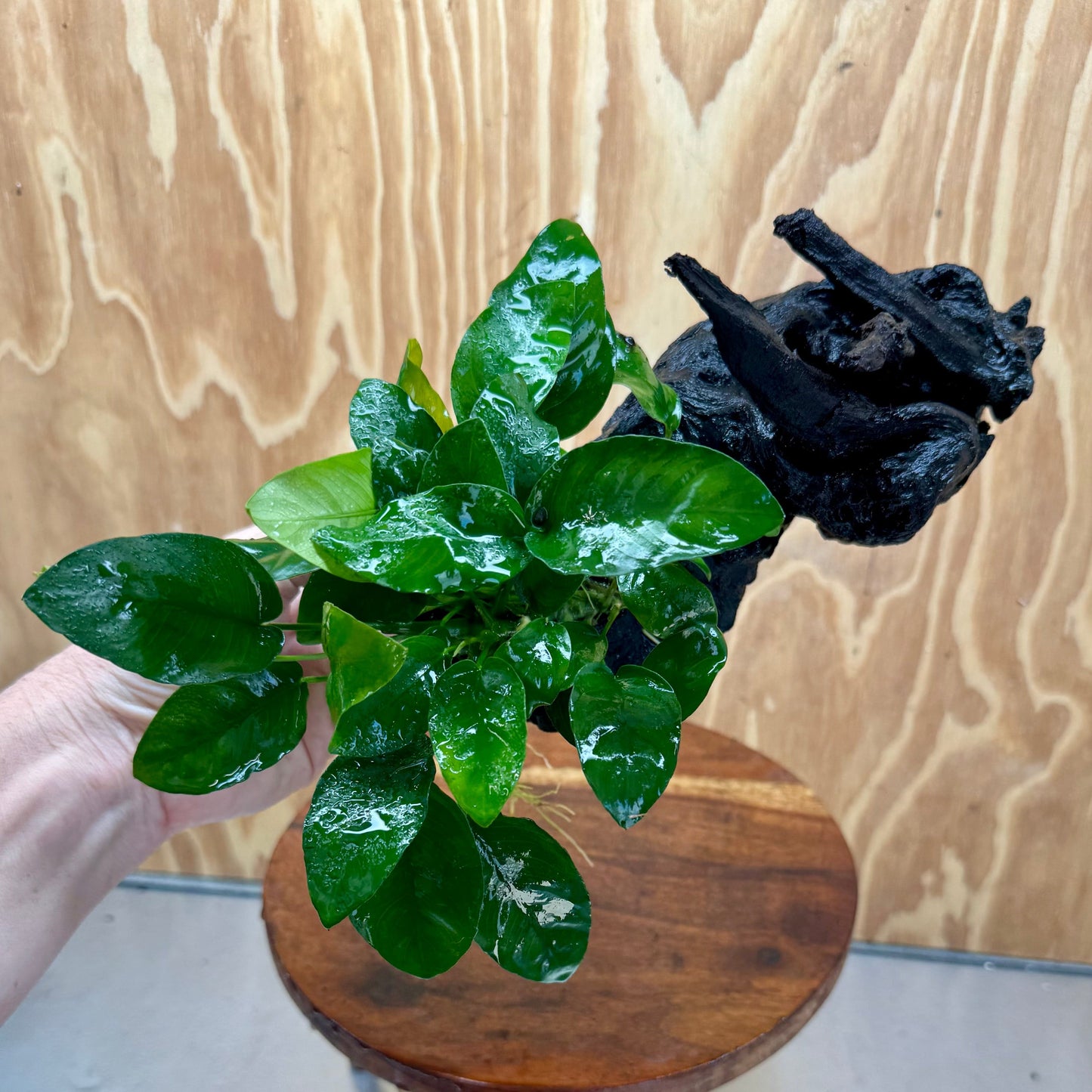 Pisces Enterprises One Only Anubias ‘Nana' on Medium Driftwood Creation - One Only - Joyful Anubias Nana on Medium Driftwood - ONE ONLY - Scapeshop Aquarium Plants