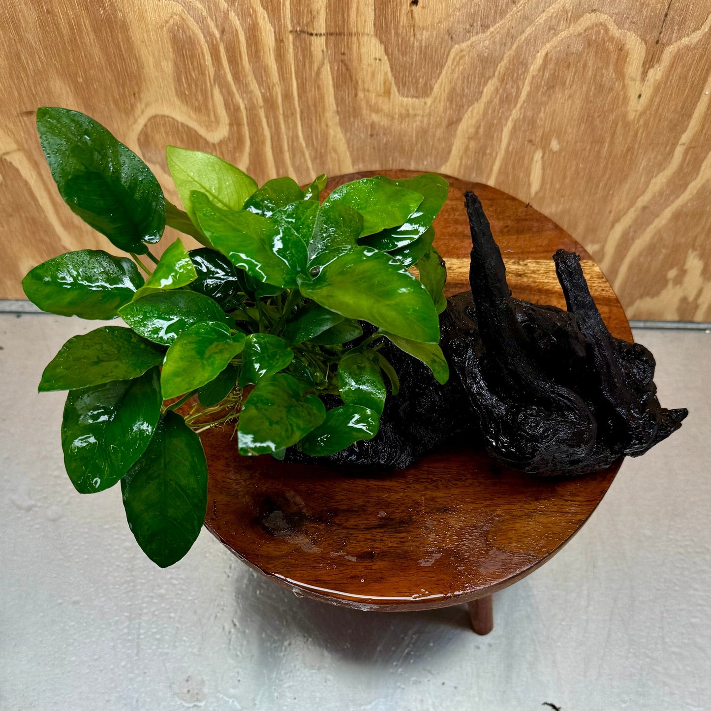 Pisces Enterprises One Only Anubias ‘Nana' on Medium Driftwood Creation - One Only - Joyful Anubias Nana on Medium Driftwood - ONE ONLY - Scapeshop Aquarium Plants