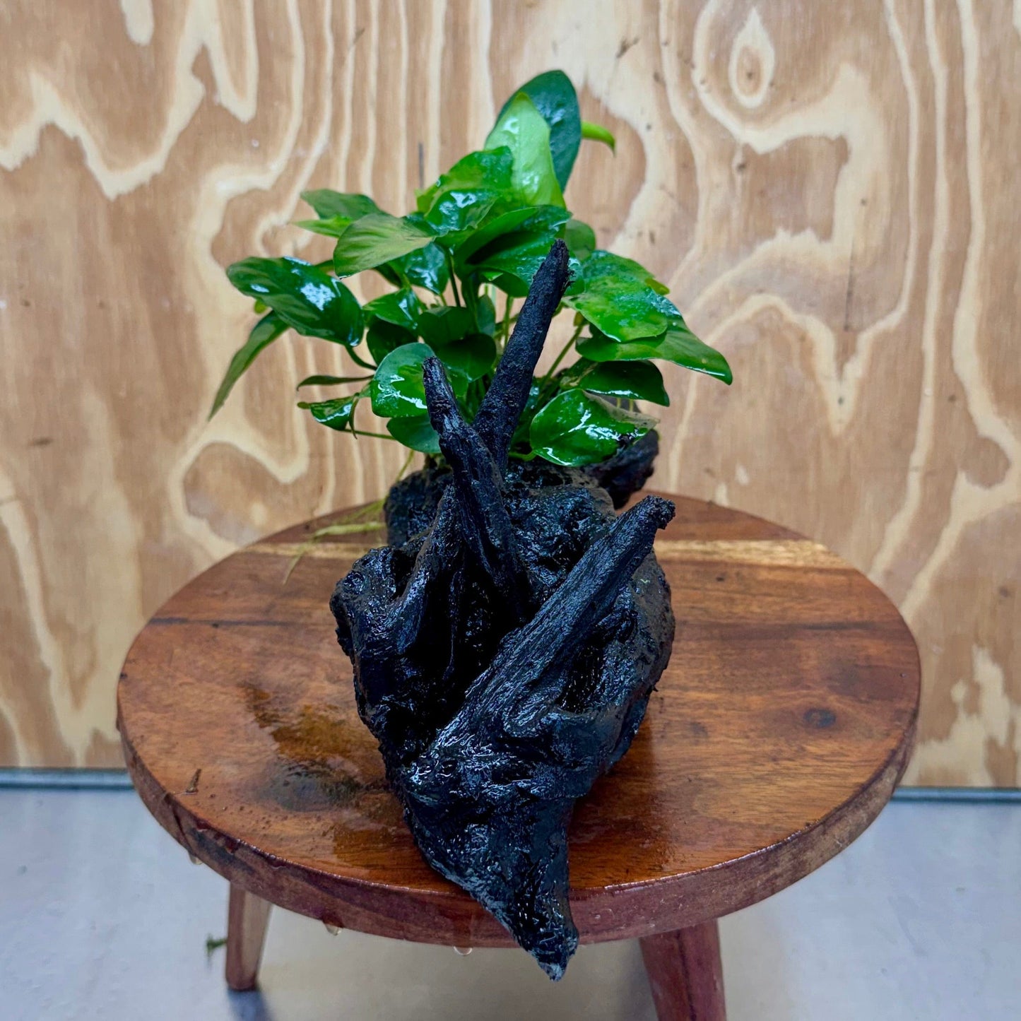 Pisces Enterprises One Only Anubias ‘Nana' on Medium Driftwood Creation - One Only - Joyful Anubias Nana on Medium Driftwood - ONE ONLY - Scapeshop Aquarium Plants