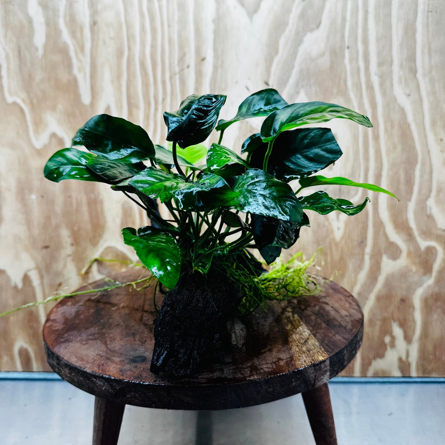 Pisces Enterprises One Only Anubias 'Nana' on Medium Driftwood Creation - One Only - Jungle Anubias Nana on Medium Driftwood - ONE ONLY - Scapeshop Australia