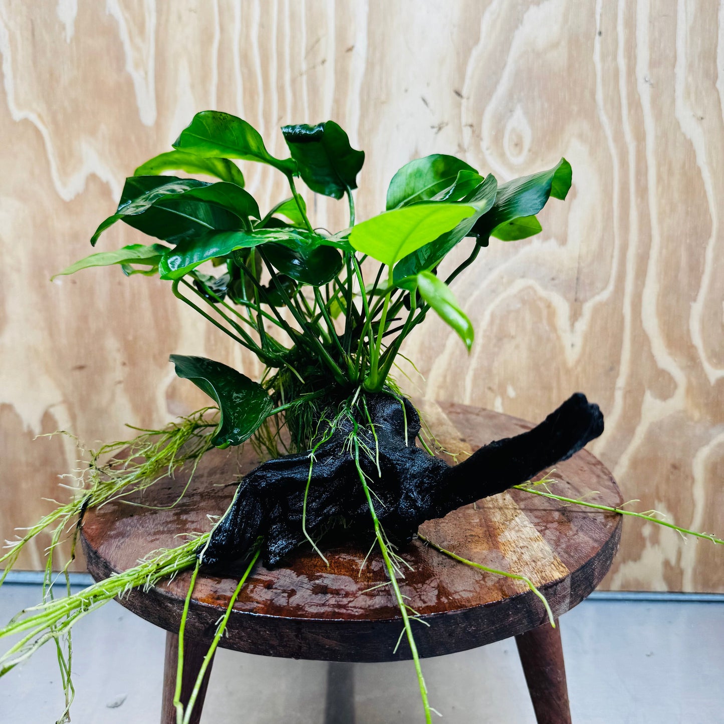 Pisces Enterprises One Only Anubias 'Nana' on Medium Driftwood Creation - One Only - Jungle Anubias Nana on Medium Driftwood - ONE ONLY - Scapeshop Australia