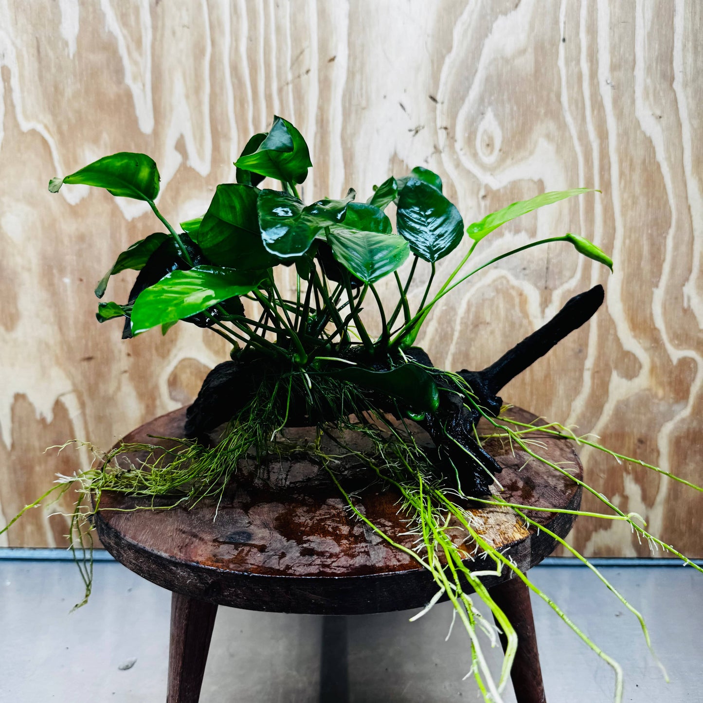 Pisces Enterprises One Only Anubias 'Nana' on Medium Driftwood Creation - One Only - Jungle Anubias Nana on Medium Driftwood - ONE ONLY - Scapeshop Australia