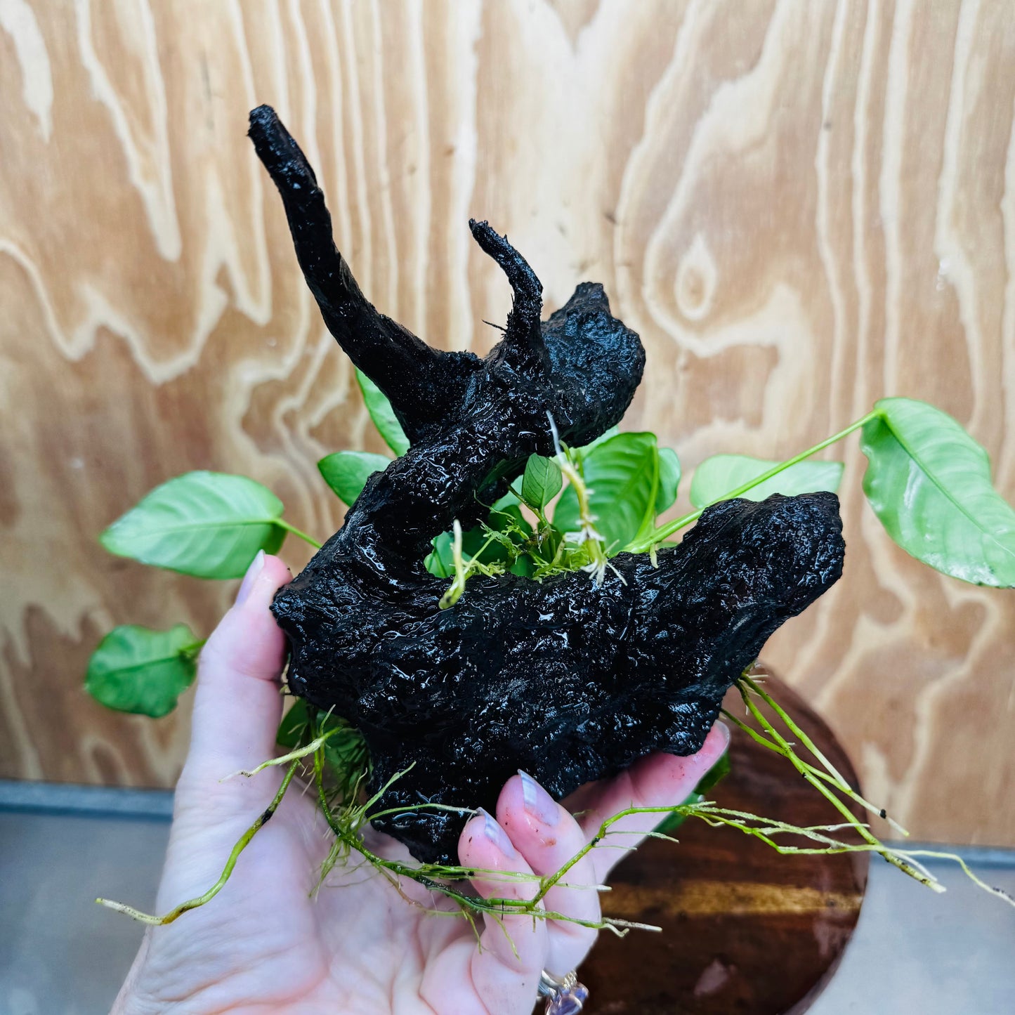Pisces Enterprises One Only Anubias 'Nana' on Medium Driftwood Creation - One Only - Jungle Anubias Nana on Medium Driftwood - ONE ONLY - Scapeshop Australia
