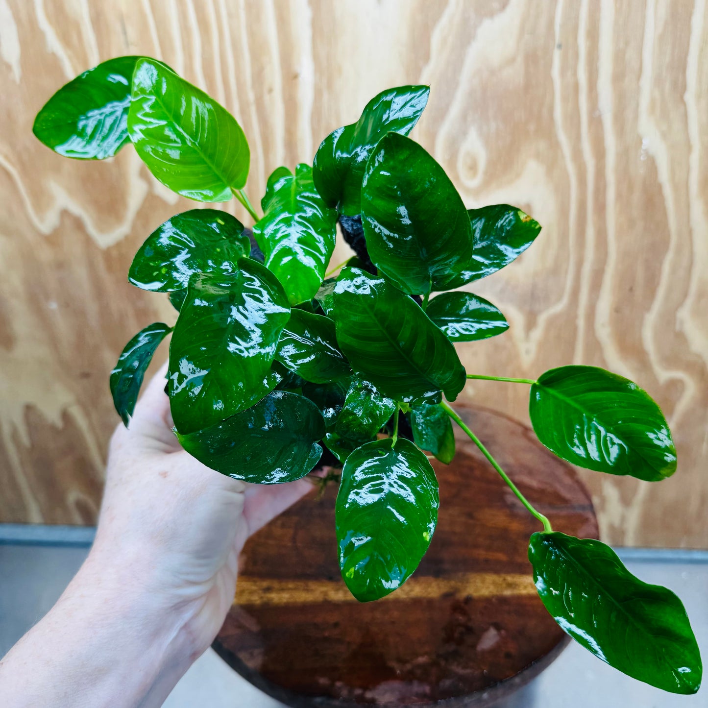 Pisces Enterprises One Only Anubias 'Nana' on Medium Driftwood Creation - One Only - Jungle Anubias Nana on Medium Driftwood - ONE ONLY - Scapeshop Australia