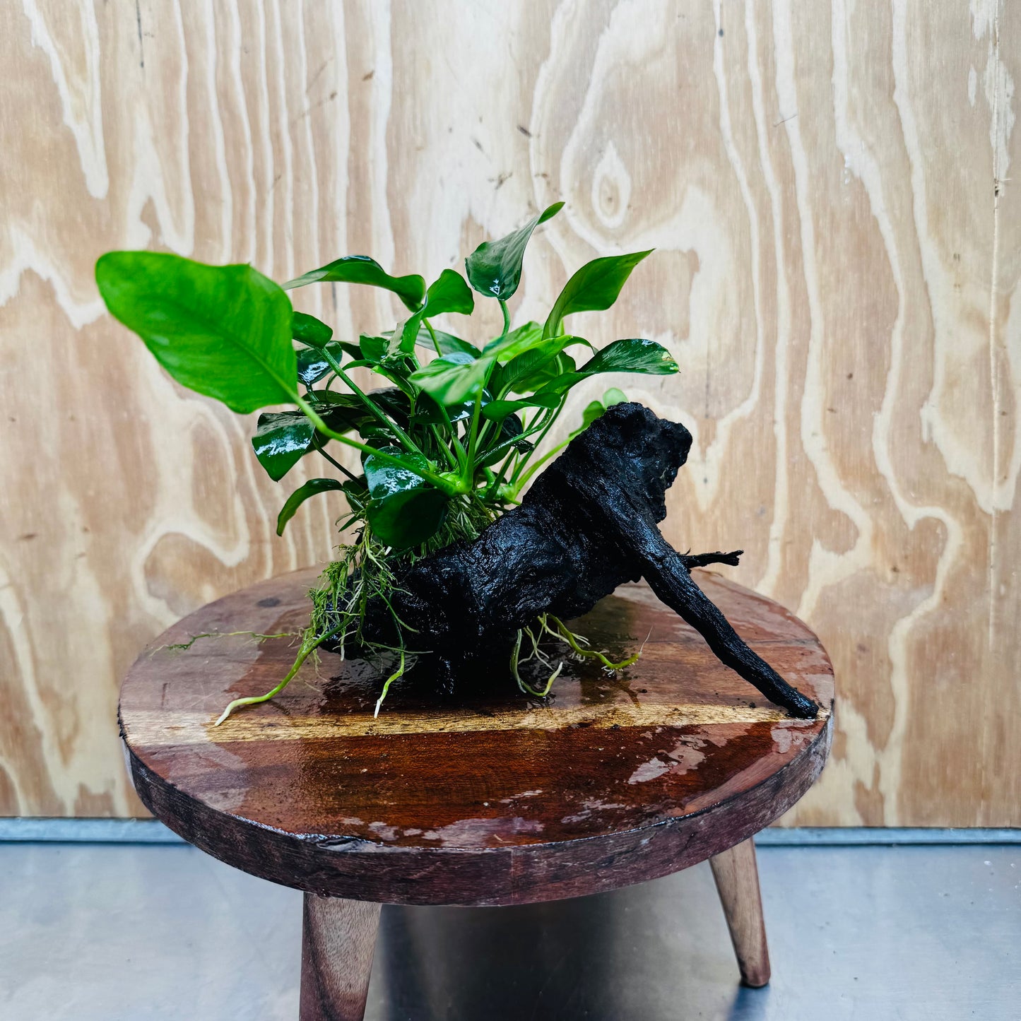 Pisces Enterprises One Only Anubias 'Nana' on Medium Driftwood Creation - One Only - Jungle Anubias Nana on Medium Driftwood - ONE ONLY - Scapeshop Australia