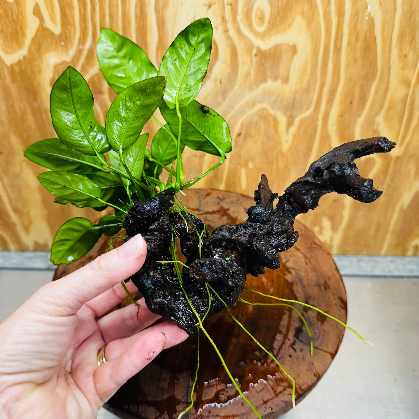 Pisces Enterprises One Only Anubias 'Nana' on Medium Driftwood Creation - One Only - Jungle Anubias Nana on Medium Driftwood - ONE ONLY - Scapeshop Australia