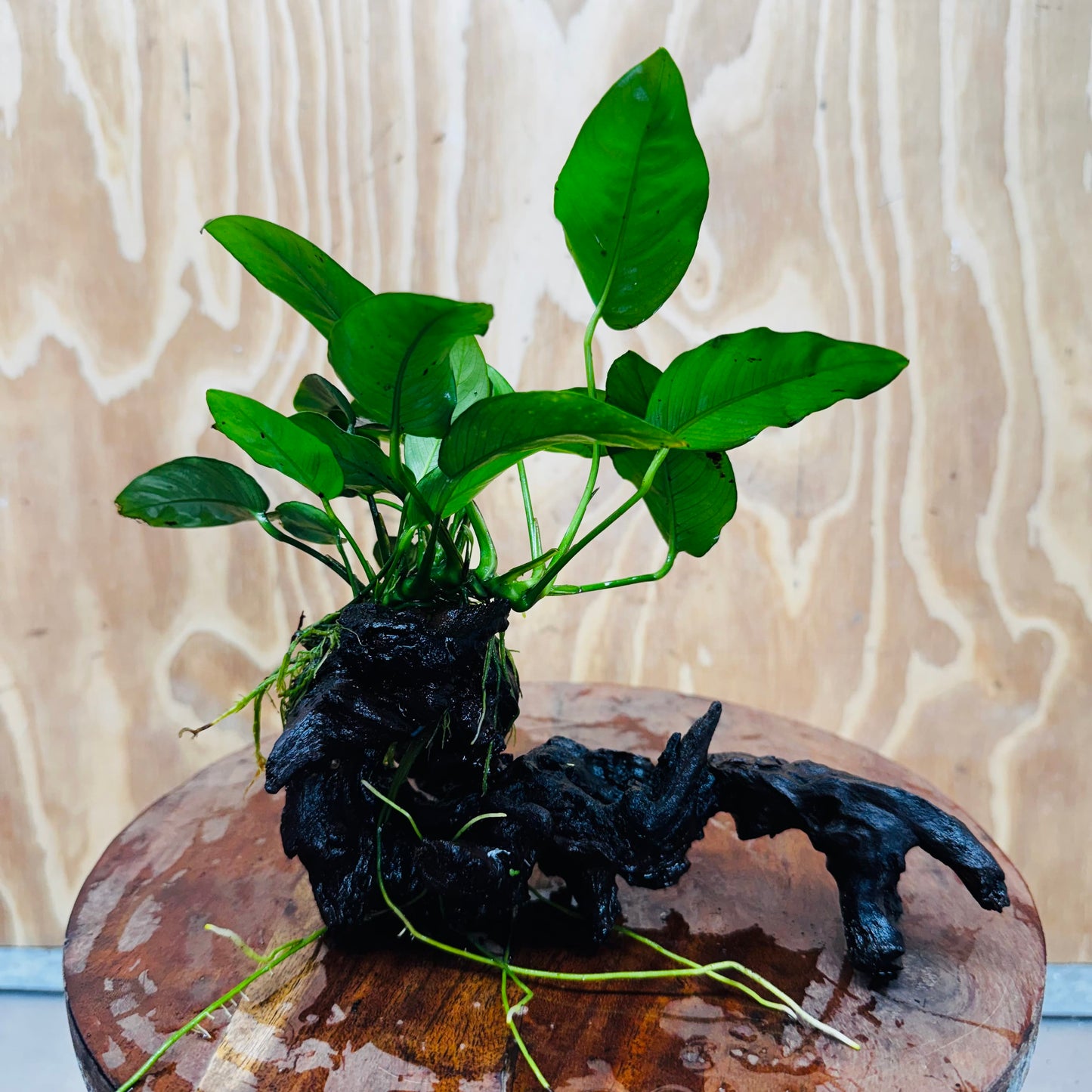 Pisces Enterprises One Only Anubias 'Nana' on Medium Driftwood Creation - One Only - Jungle Anubias Nana on Medium Driftwood - ONE ONLY - Scapeshop Australia