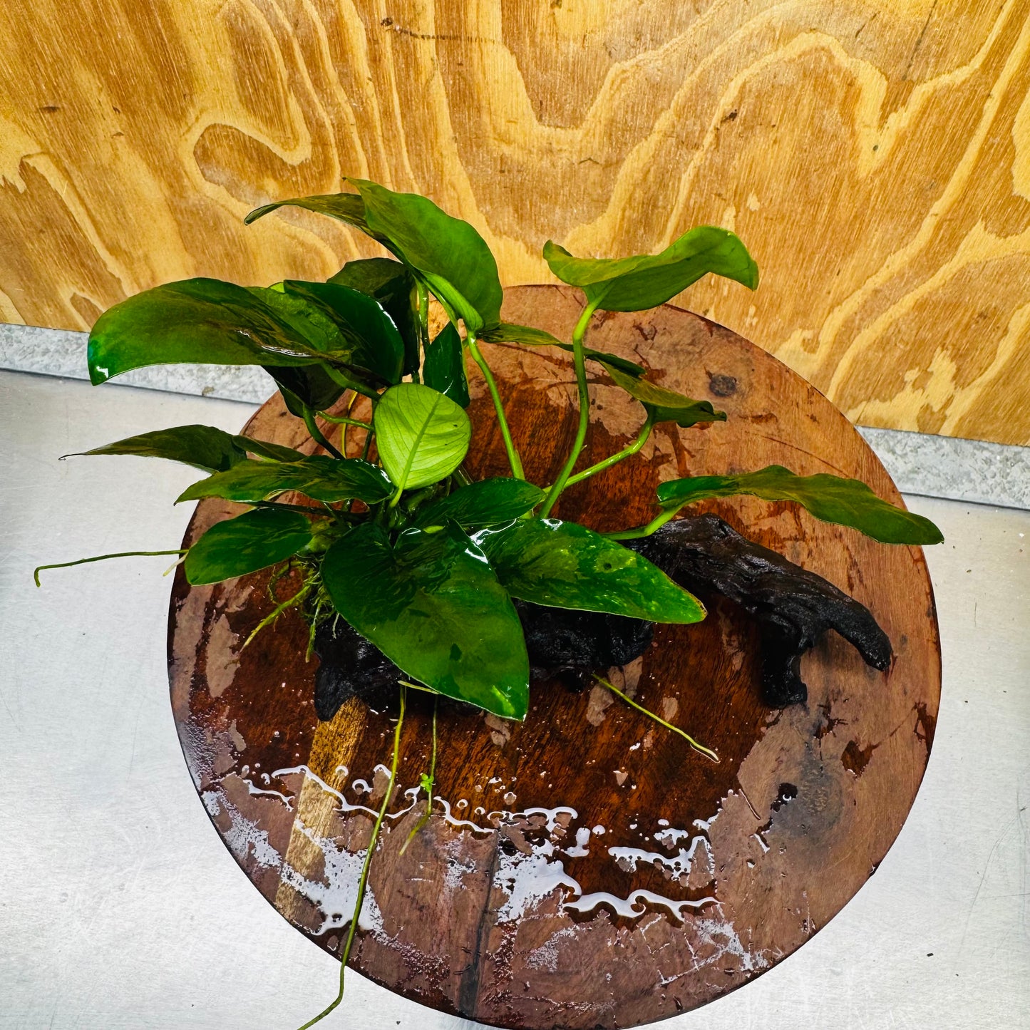 Pisces Enterprises One Only Anubias 'Nana' on Medium Driftwood Creation - One Only - Jungle Anubias Nana on Medium Driftwood - ONE ONLY - Scapeshop Australia