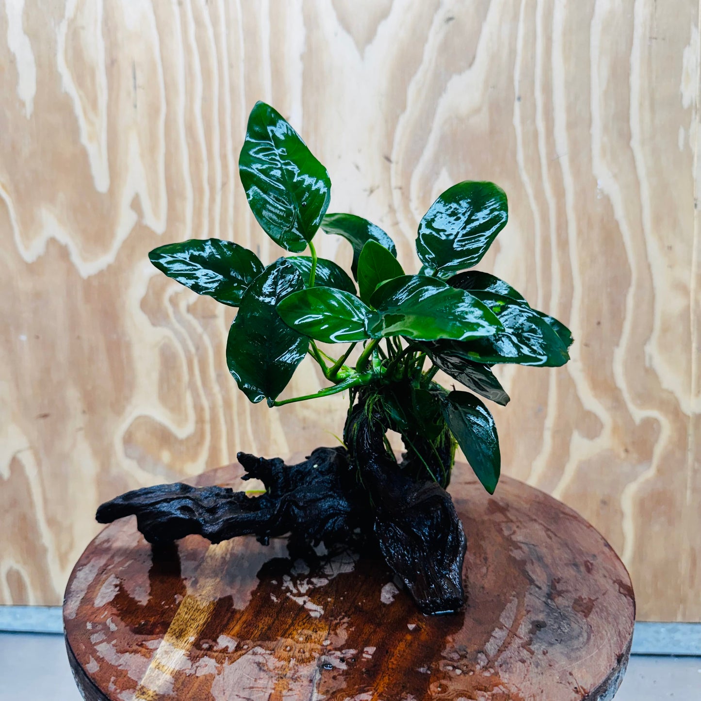 Pisces Enterprises One Only Anubias 'Nana' on Medium Driftwood Creation - One Only - Jungle Anubias Nana on Medium Driftwood - ONE ONLY - Scapeshop Australia
