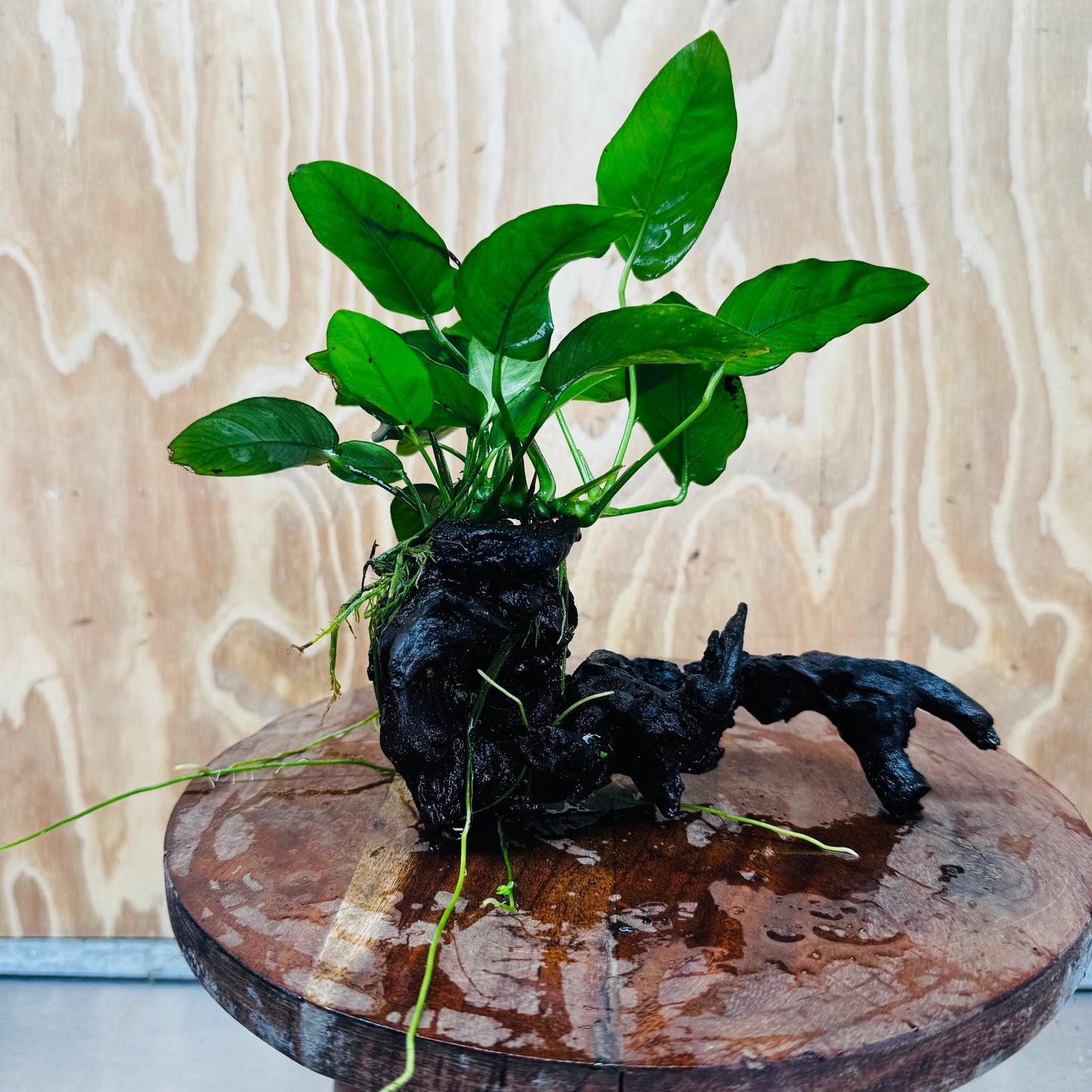 Pisces Enterprises One Only Anubias 'Nana' on Medium Driftwood Creation - One Only - Jungle Anubias Nana on Medium Driftwood - ONE ONLY - Scapeshop Australia