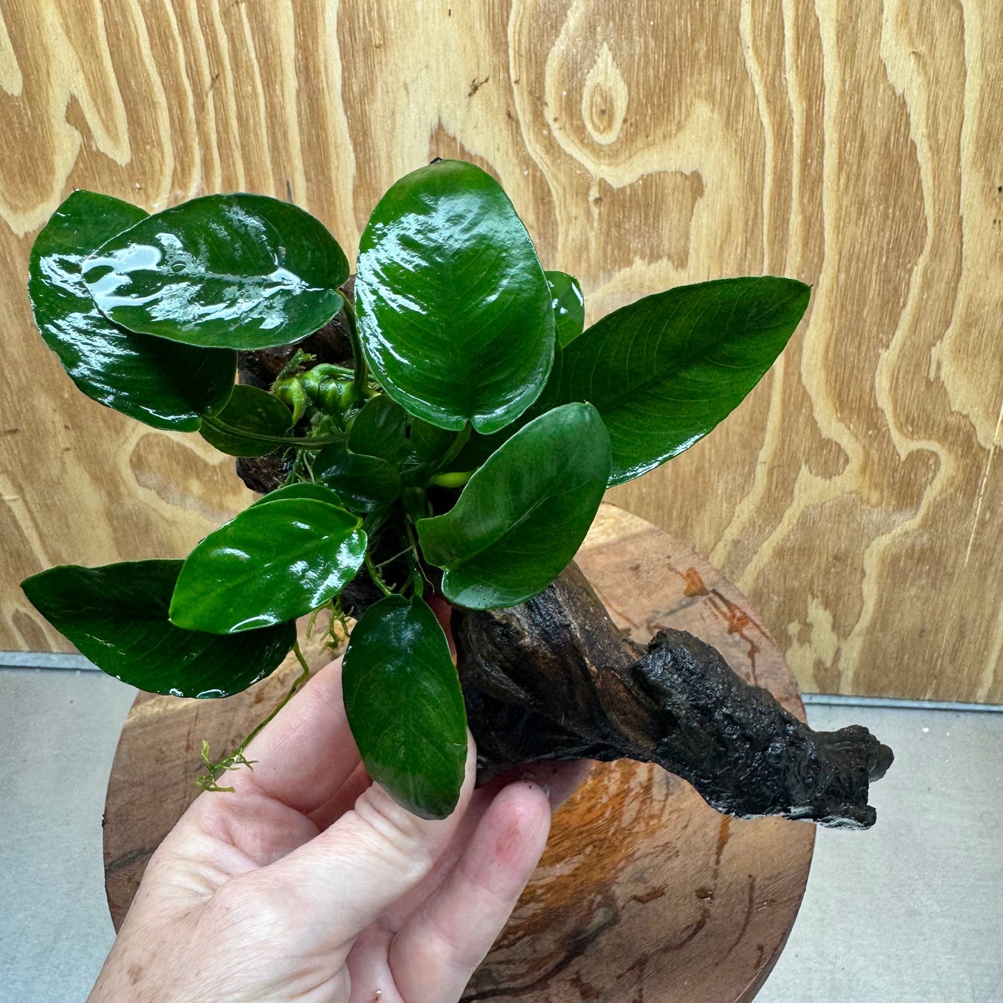 Pisces Enterprises One Only Anubias Nana on Small Driftwood Creation - One Only - Beautiful Anubias Nana on Small Driftwood Creation - One Only - Beautiful