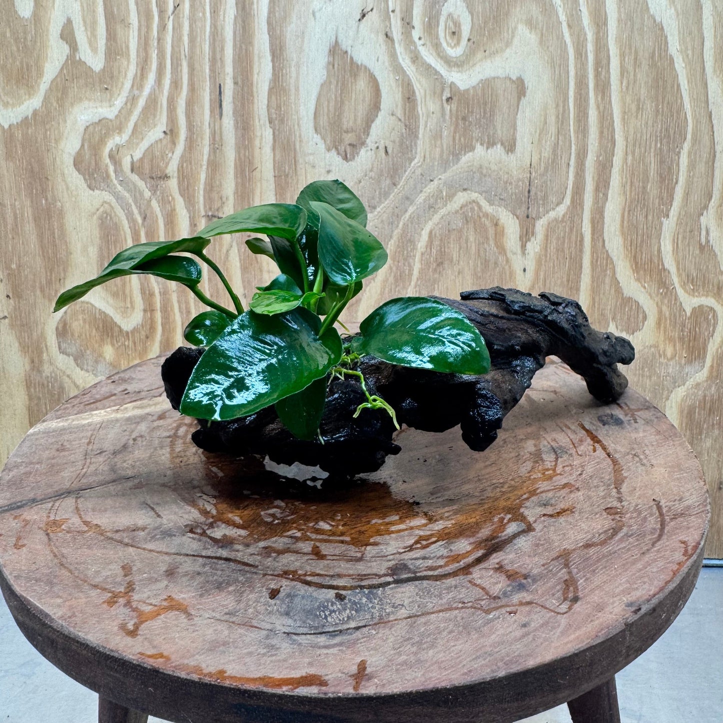 Pisces Enterprises One Only Anubias Nana on Small Driftwood Creation - One Only - Beautiful Anubias Nana on Small Driftwood Creation - One Only - Beautiful