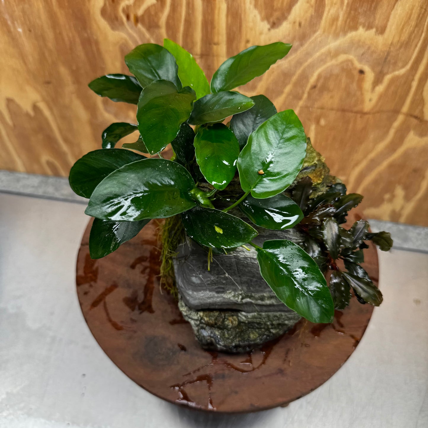 Scapeshop.com.au One Only Anubias Nana plus Bucephalandra Rock Creation - One Only Anubias Nana plus Bucephalandra Rock Creation - One Only