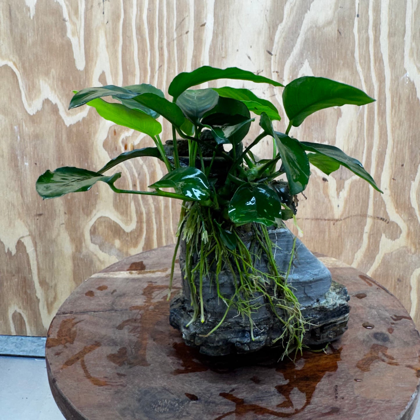 Scapeshop.com.au One Only Anubias Nana plus Bucephalandra Rock Creation - One Only Anubias Nana plus Bucephalandra Rock Creation - One Only