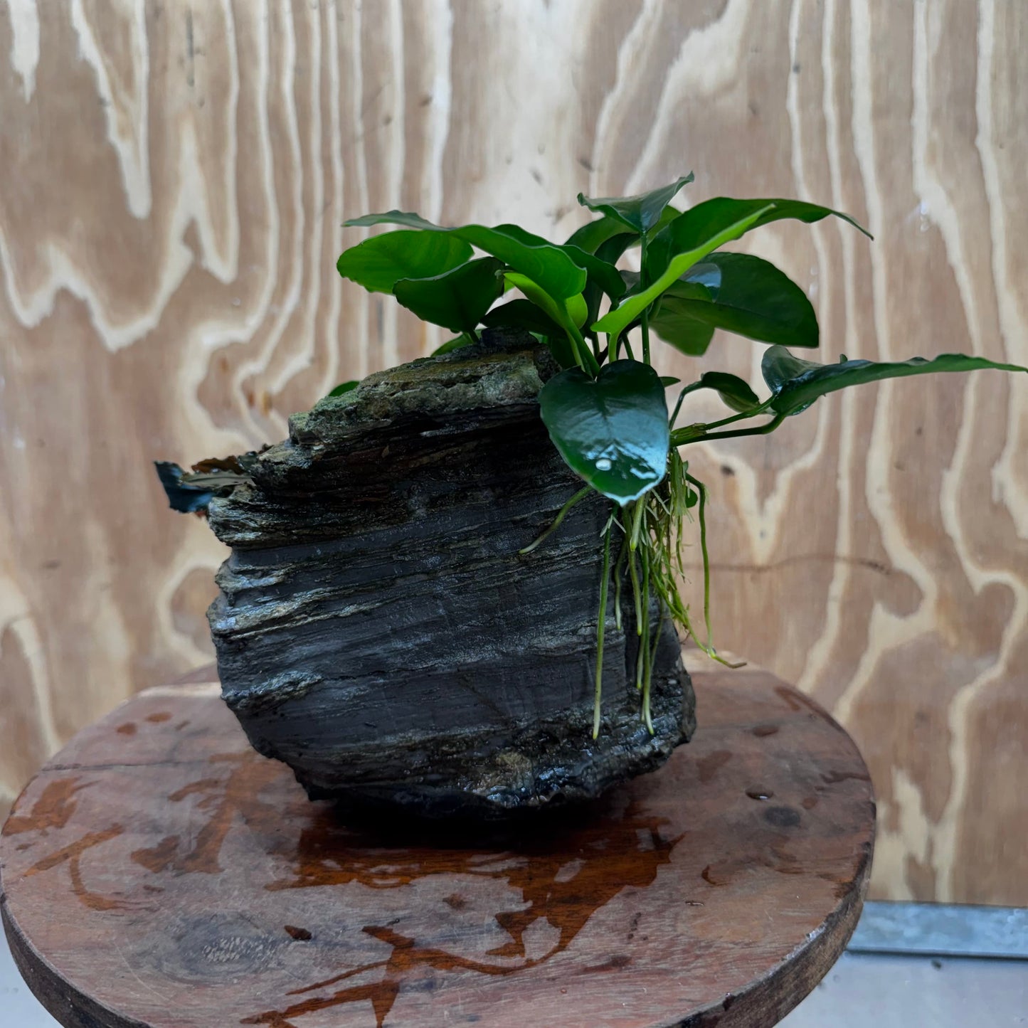 Scapeshop.com.au One Only Anubias Nana plus Bucephalandra Rock Creation - One Only Anubias Nana plus Bucephalandra Rock Creation - One Only