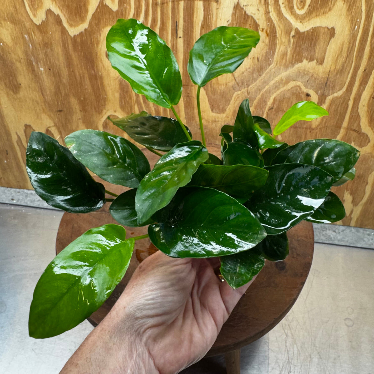 Scapeshop.com.au One Only Anubias Nana Vase - One Only Anubias Nana Vase Urn One Only - Aquarium Plants Scapeshop Australia