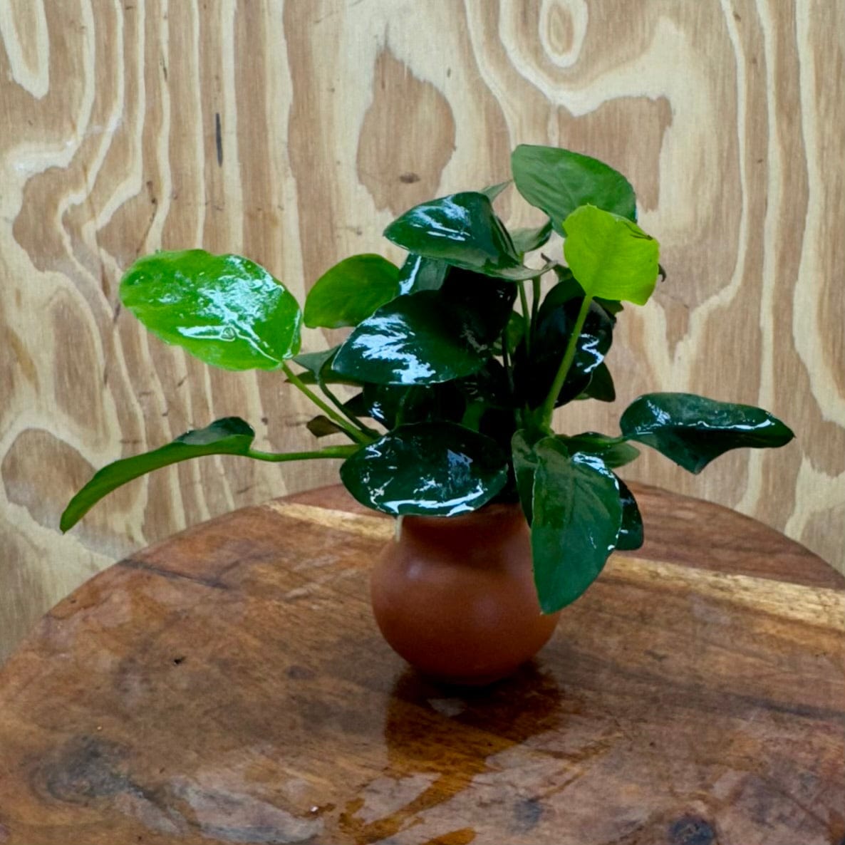 Scapeshop.com.au One Only Anubias Nana Vase Urn - One Only 2 Anubias Lucy Vase Urn One Only - Buy Aquarium Plants Australia