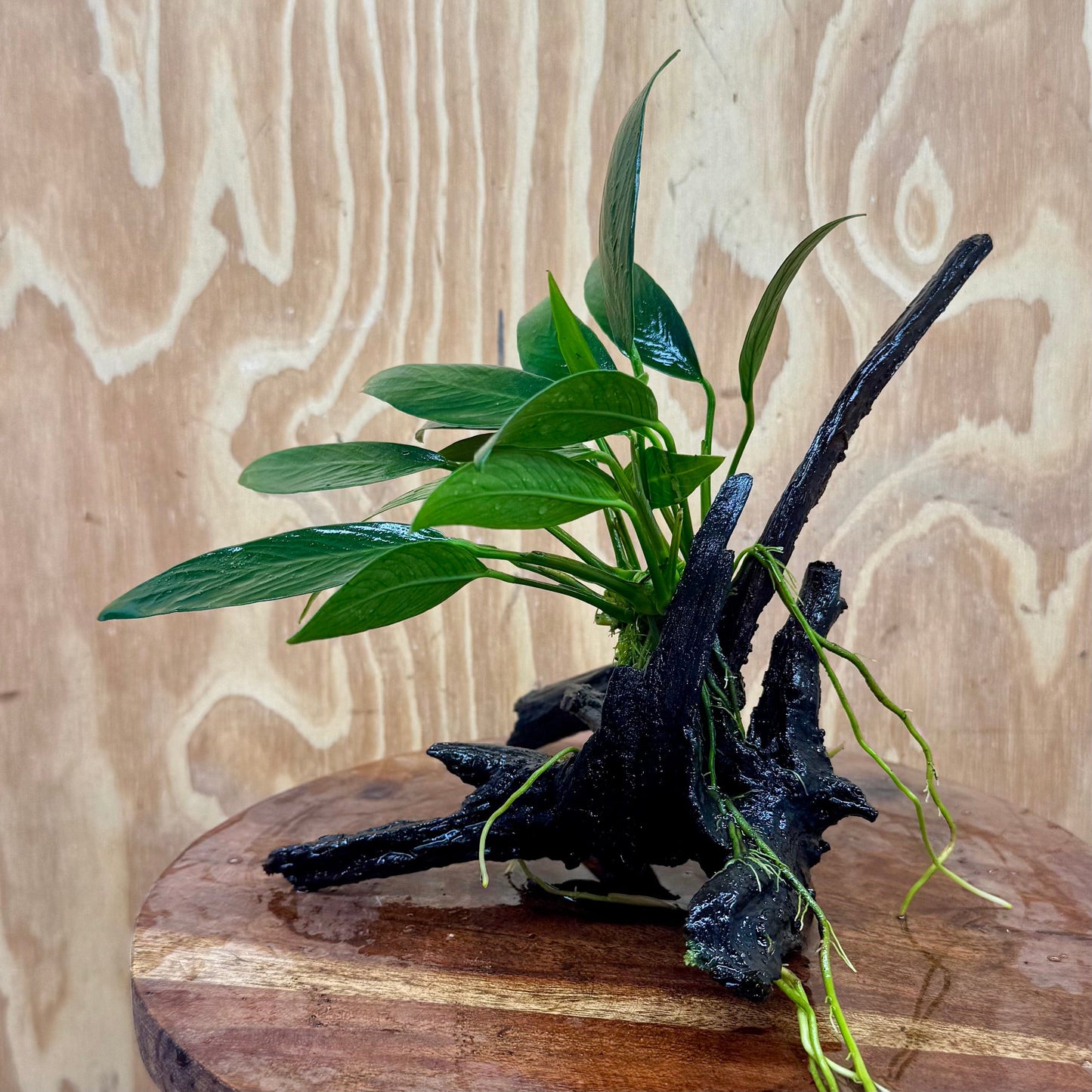 Scapeshop.com.au One Only Anubias Old Type Afzelli on Medium Driftwood Creation - One Only - Bold Anubias Afzelli OT on Medium Driftwood - One Only - Aquarium Plants Australia