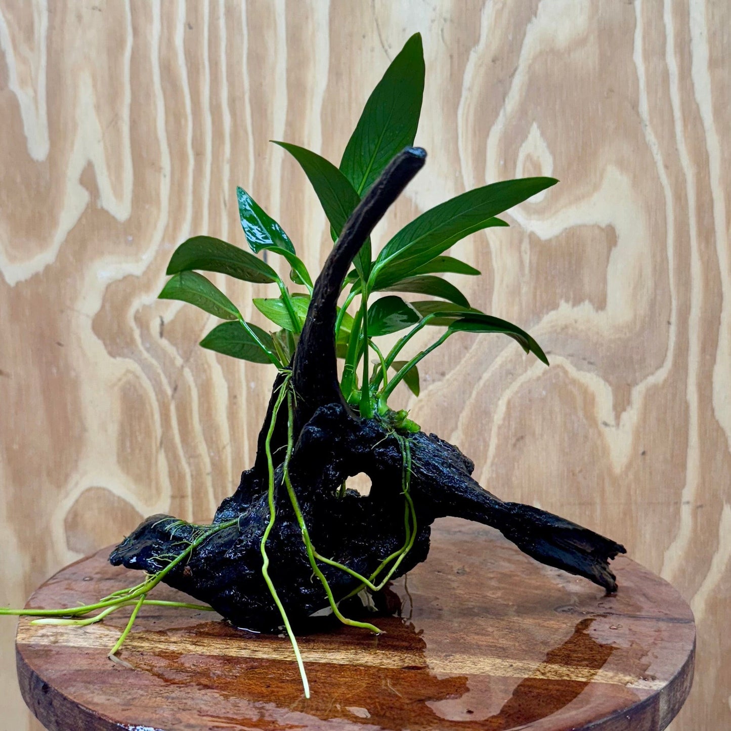 Scapeshop.com.au One Only Anubias Old Type Afzelli on Medium Driftwood Creation - One Only - Bold Anubias Afzelli OT on Medium Driftwood - One Only - Aquarium Plants Australia