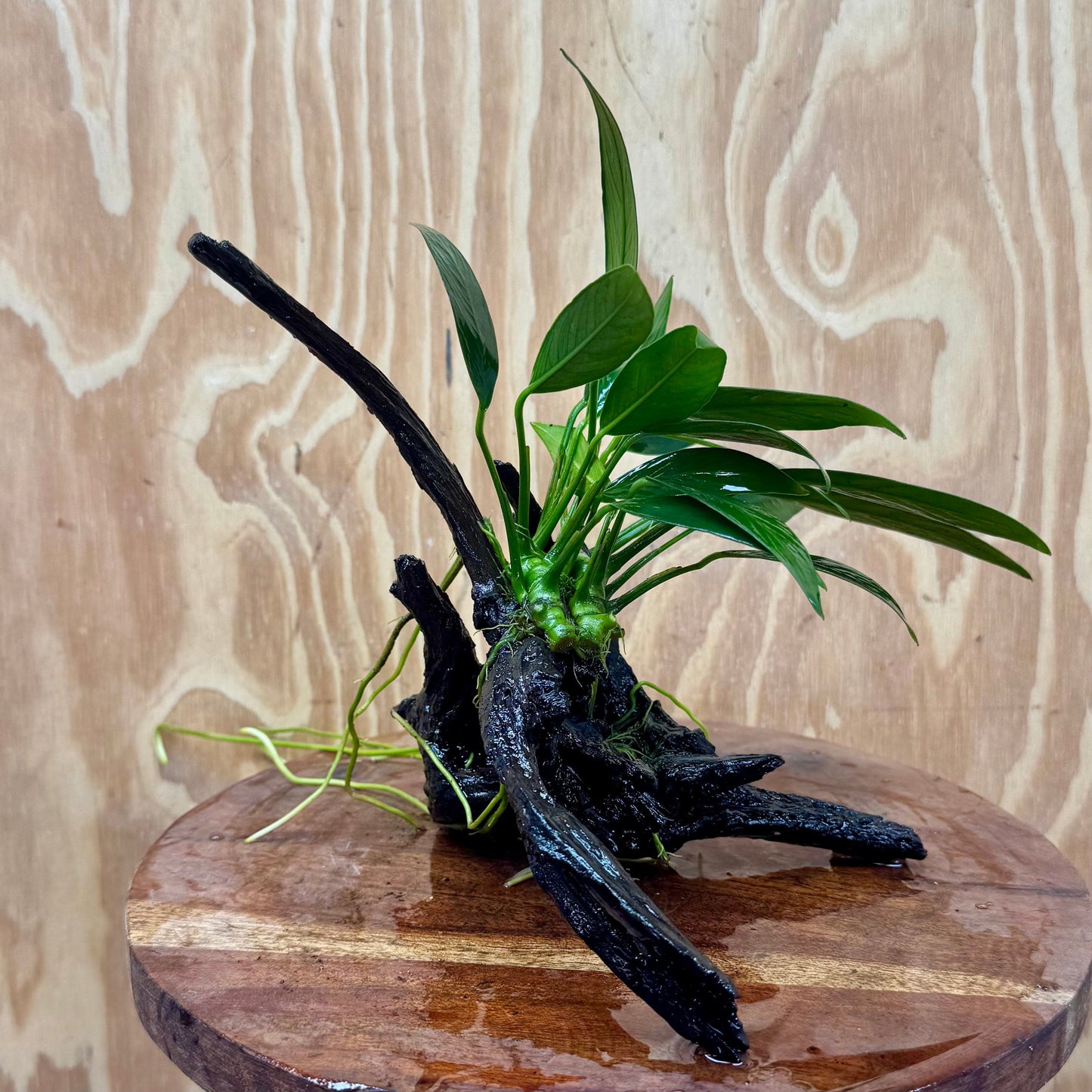 Scapeshop.com.au One Only Anubias Old Type Afzelli on Medium Driftwood Creation - One Only - Bold Anubias Afzelli OT on Medium Driftwood - One Only - Aquarium Plants Australia
