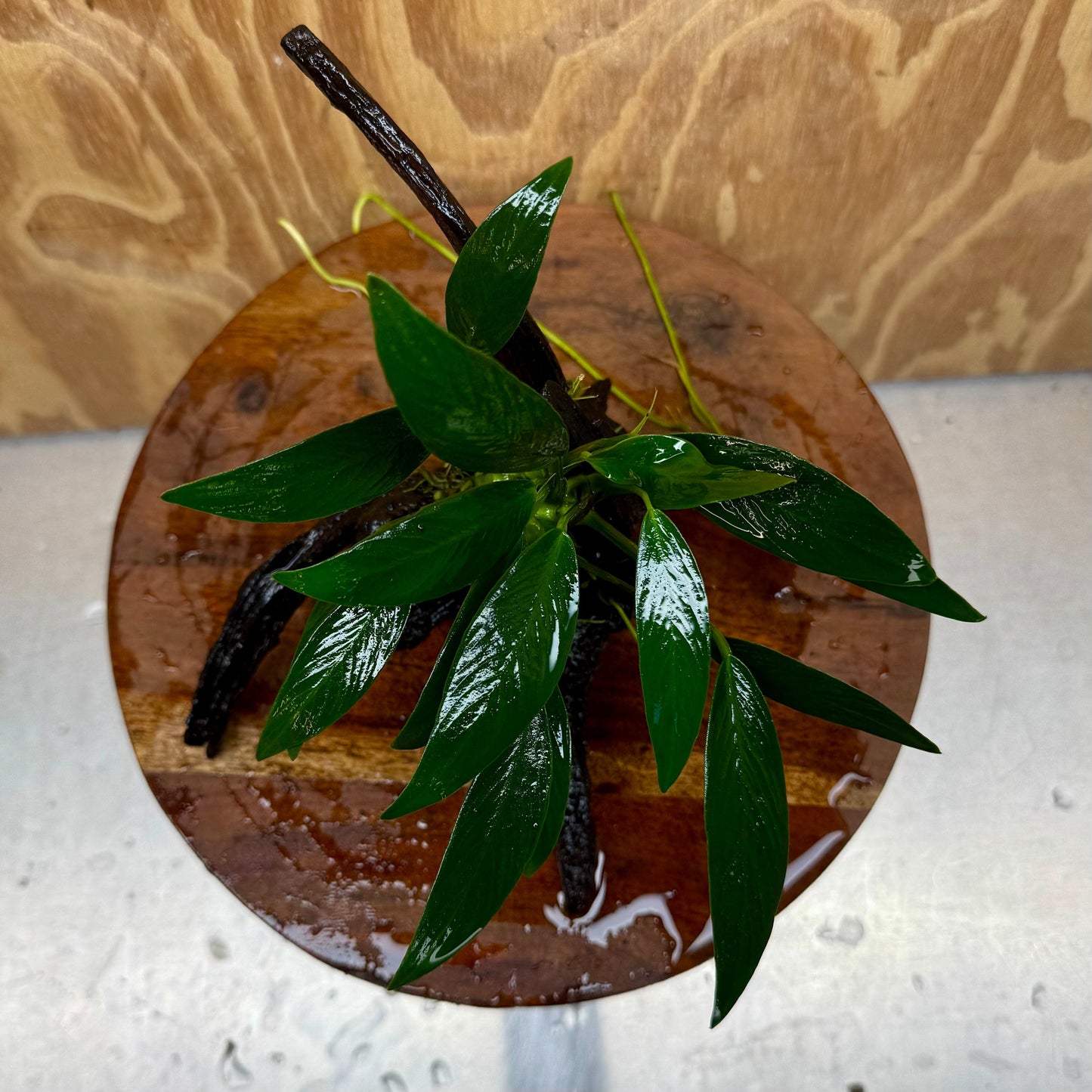 Scapeshop.com.au One Only Anubias Old Type Afzelli on Medium Driftwood Creation - One Only - Bold Anubias Afzelli OT on Medium Driftwood - One Only - Aquarium Plants Australia