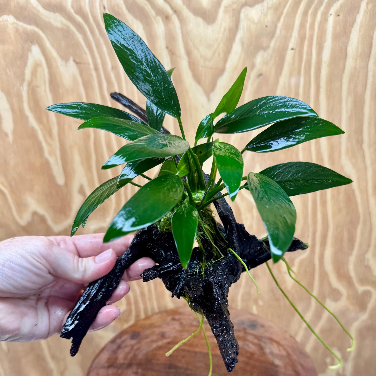 Scapeshop.com.au One Only Anubias Old Type Afzelli on Medium Driftwood Creation - One Only - Bold Anubias Afzelli OT on Medium Driftwood - One Only - Aquarium Plants Australia