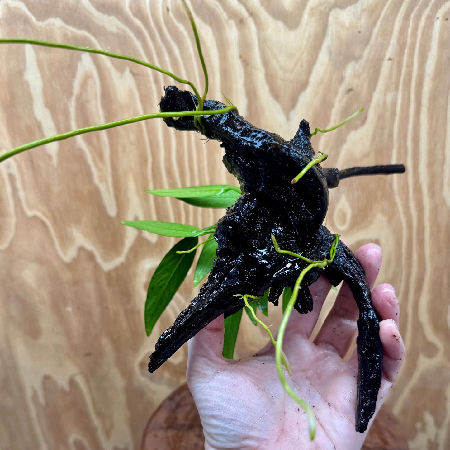 Scapeshop.com.au One Only Anubias Old Type Afzelli on Medium Driftwood Creation - One Only - Bold Anubias Afzelli OT on Medium Driftwood - One Only - Aquarium Plants Australia
