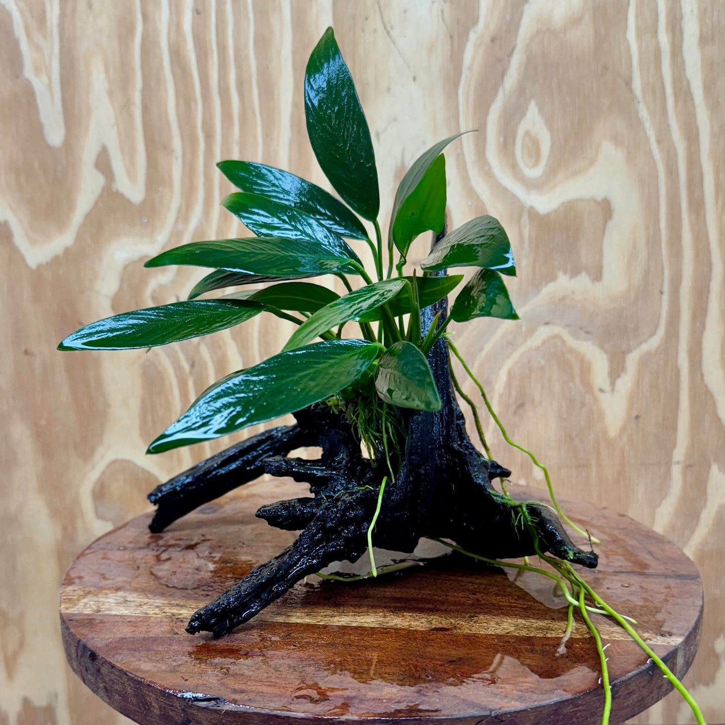 Scapeshop.com.au One Only Anubias Old Type Afzelli on Medium Driftwood Creation - One Only - Bold Anubias Afzelli OT on Medium Driftwood - One Only - Aquarium Plants Australia