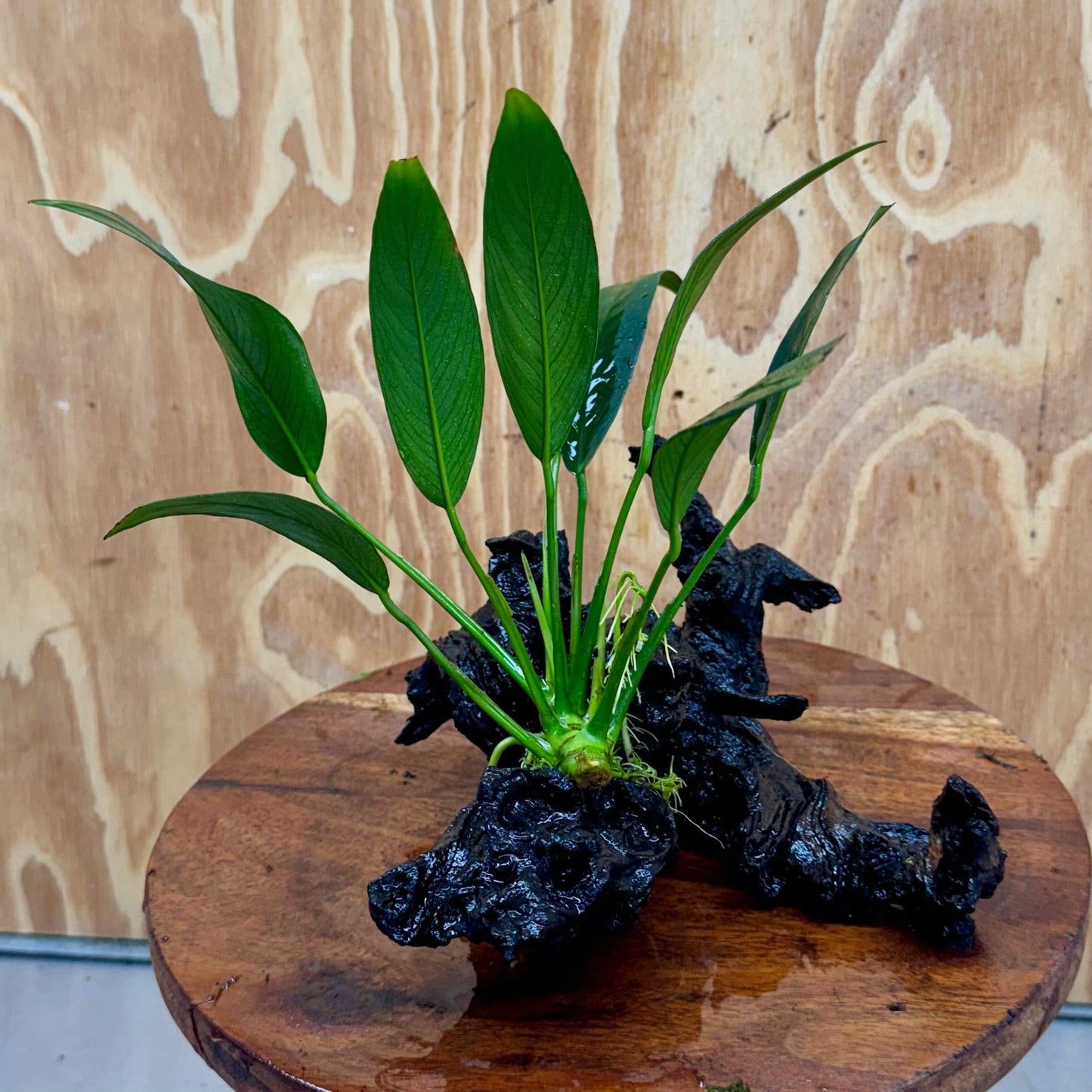 Scapeshop.com.au One Only Anubias Old Type Afzelli on Medium Driftwood Creation - One Only - Bold Anubias Afzelli OT on Medium Driftwood - One Only - Aquarium Plants Australia
