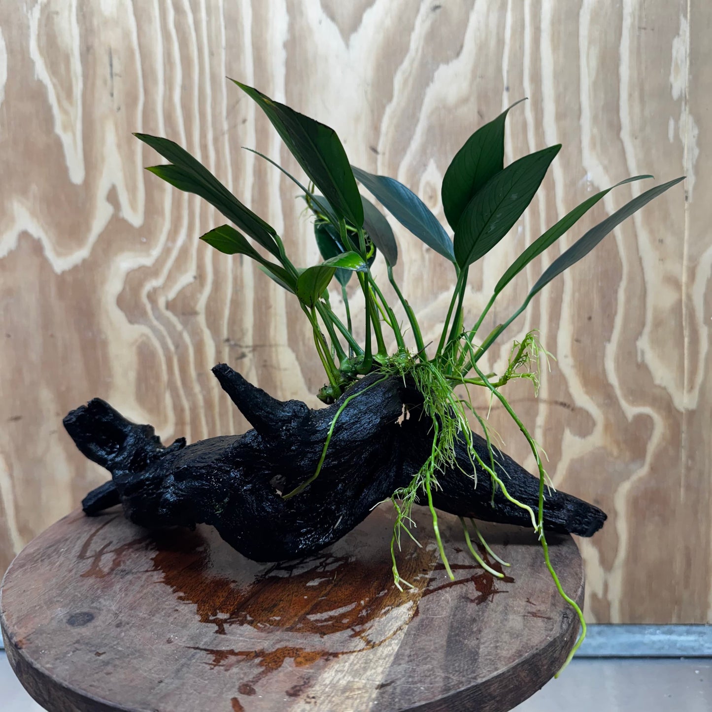 Pisces Enterprises One Only Anubias 'Old Type Afzelli' on Medium Driftwood Creation - One Only - Jungle Anubias Old Type Afzelli on Medium Driftwood - ONE ONLY - Scapeshop Australia