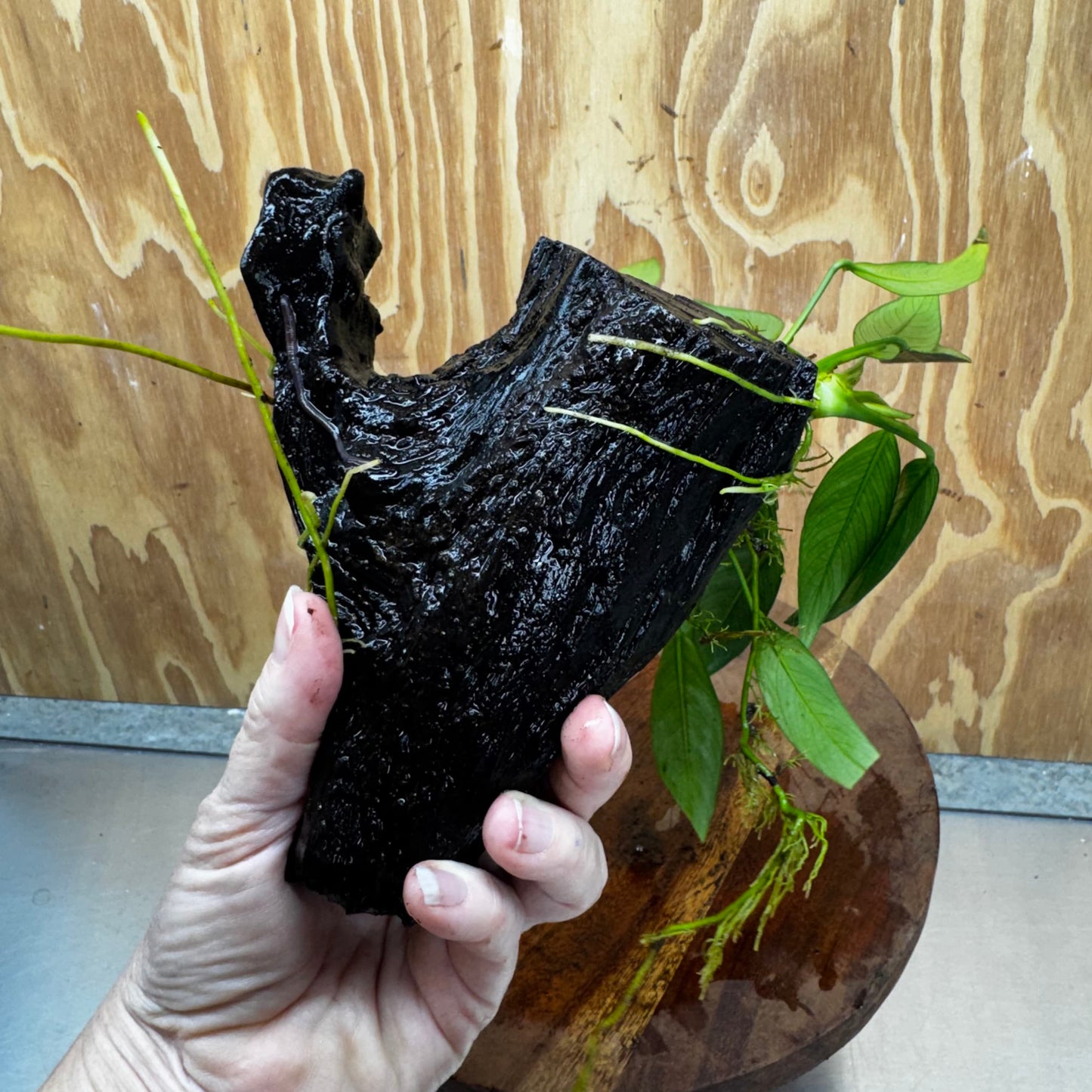 Pisces Enterprises One Only Anubias 'Old Type Afzelli' on Medium Driftwood Creation - One Only - Jungle Anubias Old Type Afzelli on Medium Driftwood - ONE ONLY - Scapeshop Australia