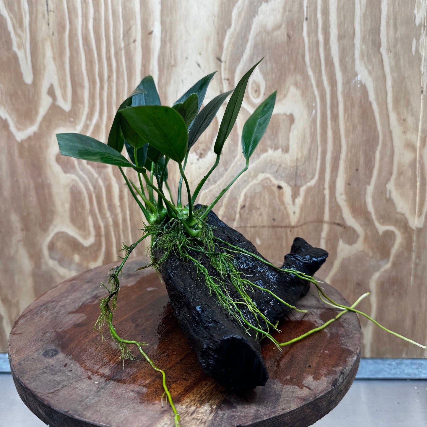 Pisces Enterprises One Only Anubias 'Old Type Afzelli' on Medium Driftwood Creation - One Only - Jungle Anubias Old Type Afzelli on Medium Driftwood - ONE ONLY - Scapeshop Australia