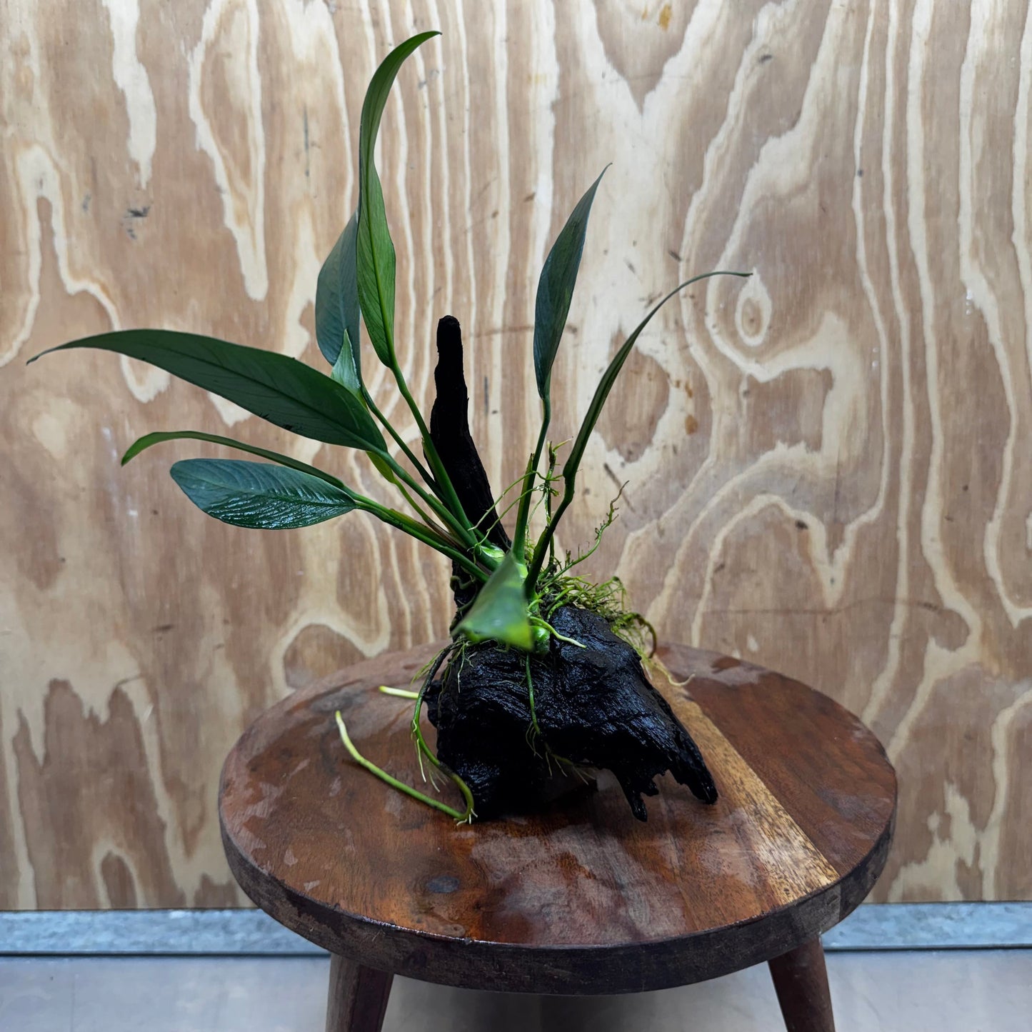 Pisces Enterprises One Only Anubias 'Old Type Afzelli' on Medium Driftwood Creation - One Only - Jungle Anubias Old Type Afzelli on Medium Driftwood - ONE ONLY - Scapeshop Australia