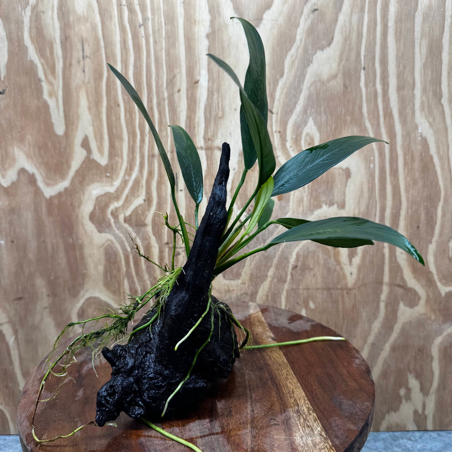 Pisces Enterprises One Only Anubias 'Old Type Afzelli' on Medium Driftwood Creation - One Only - Jungle Anubias Old Type Afzelli on Medium Driftwood - ONE ONLY - Scapeshop Australia