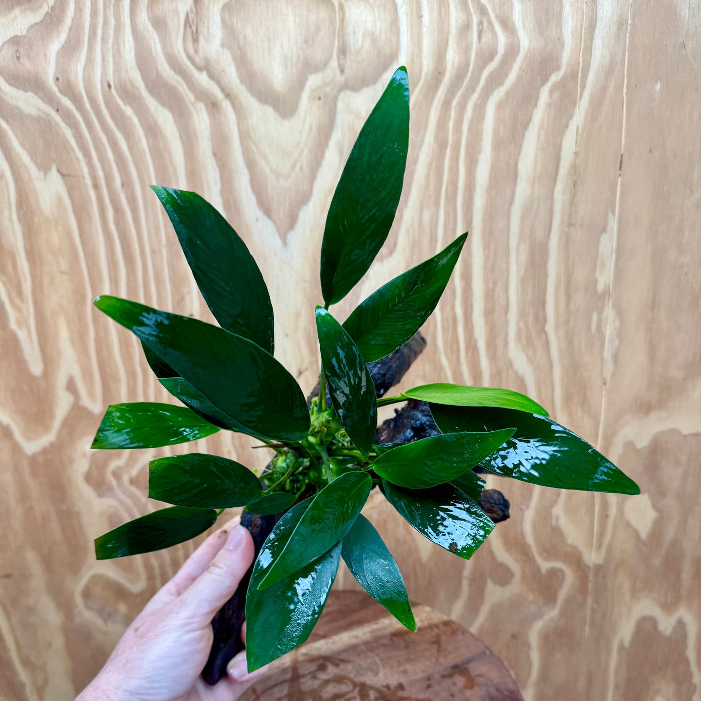 Pisces Enterprises One Only Anubias Old Type Afzelli on Medium Driftwood Creation - One Only - Lush Anubias Paco on Medium Driftwood - Aquarium Plants Australia