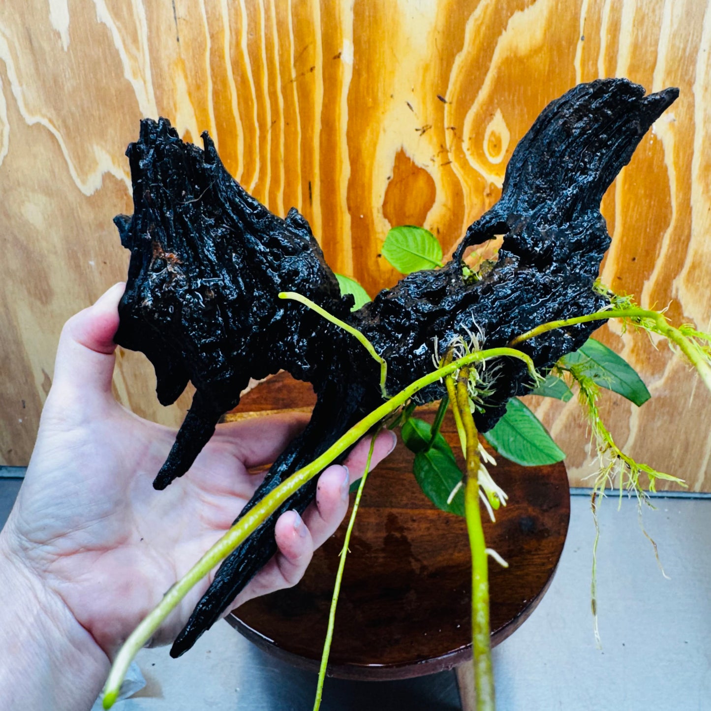 Pisces Enterprises One Only Anubias Old Type Afzelli on Medium Driftwood Creation - One Only - Lush Anubias Paco on Medium Driftwood - Aquarium Plants Australia