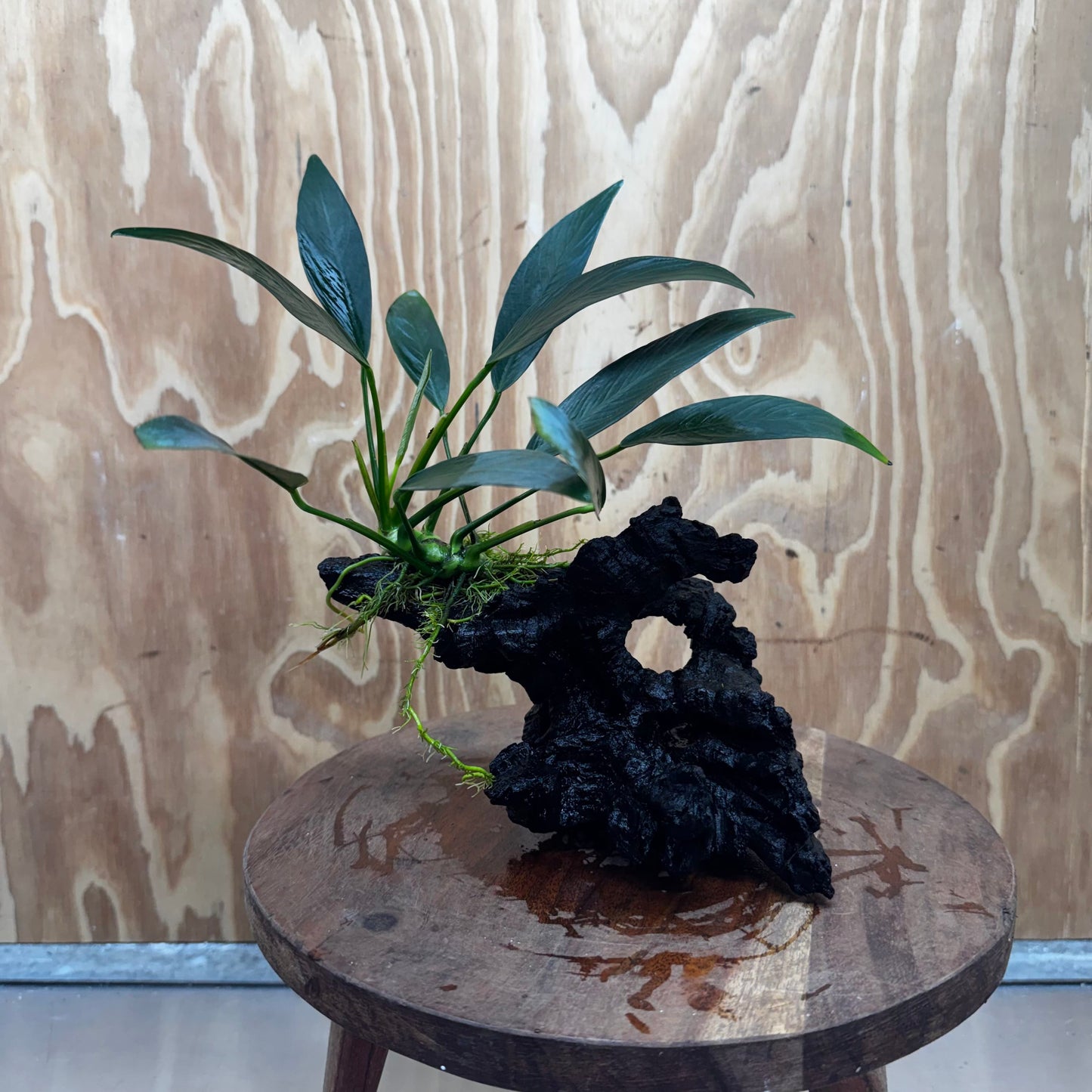 Pisces Enterprises One Only Anubias Old Type Afzelli on Medium Driftwood Creation - One Only - Lush Anubias Afzelli old type on Medium Driftwood - Aquarium Plants Australia
