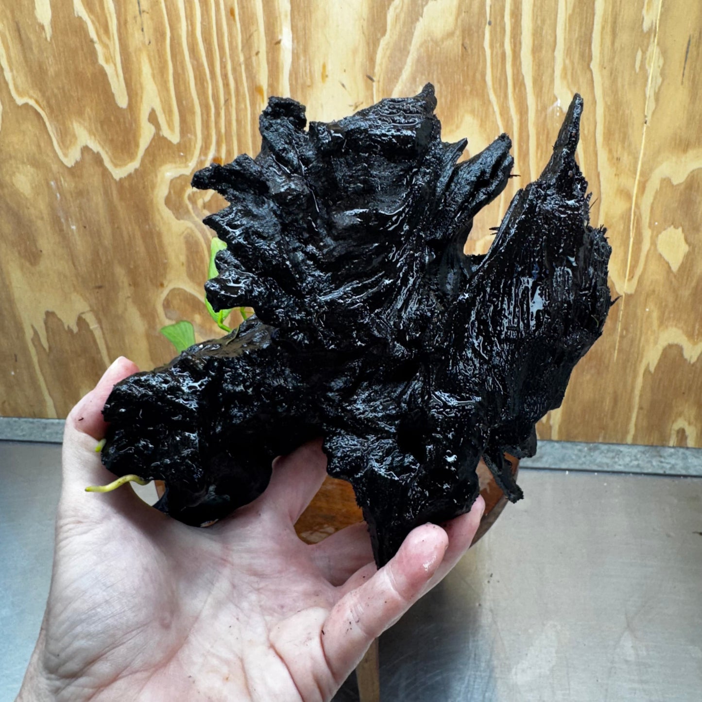 Pisces Enterprises One Only Anubias Old Type Afzelli on Medium Driftwood Creation - One Only - Lush Anubias Afzelli old type on Medium Driftwood - Aquarium Plants Australia