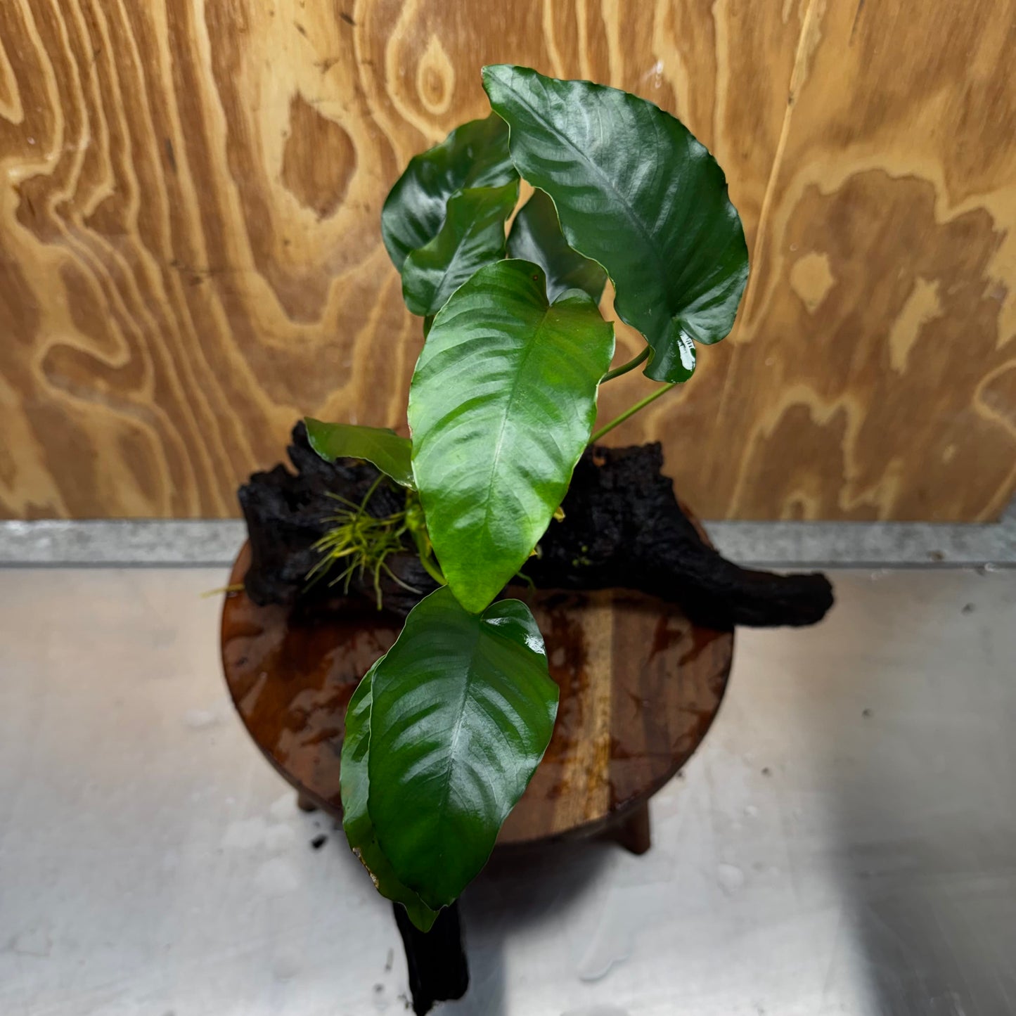 Pisces Enterprises One Only Anubias 'Old type Barteri' on Large Driftwood Creation - ONE ONLY Anubias Barteri on Large Driftwood - One Only Scapeshop Australia