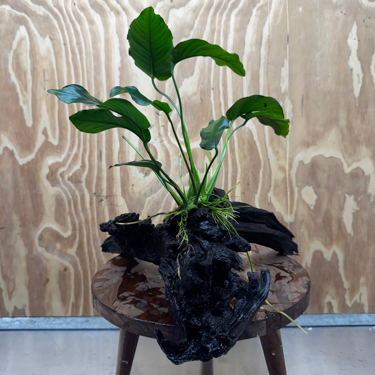 Pisces Enterprises One Only Anubias 'Old type Barteri' on Large Driftwood Creation - ONE ONLY Anubias Barteri on Large Driftwood - One Only Scapeshop Australia