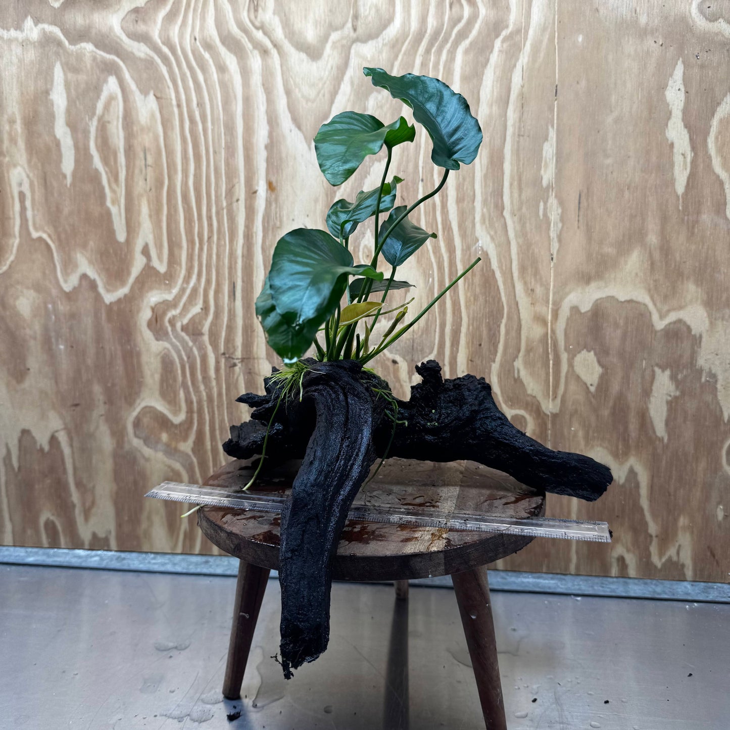 Pisces Enterprises One Only Anubias 'Old type Barteri' on Large Driftwood Creation - ONE ONLY Anubias Barteri on Large Driftwood - One Only Scapeshop Australia