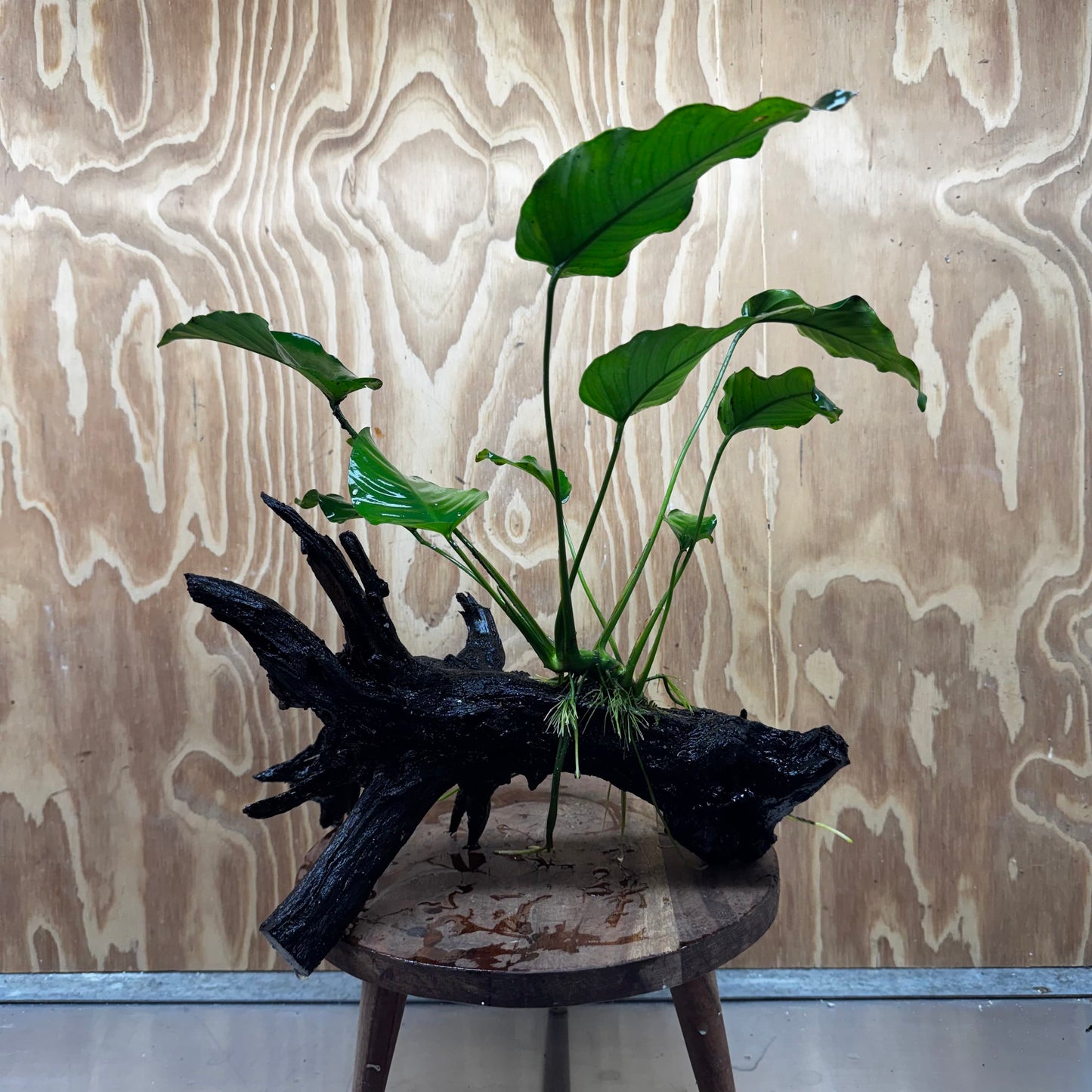 Pisces Enterprises One Only Anubias 'Old Type Barteri' on Large Driftwood Creation - ONE ONLY - Amazing Anubias Barteri on Large Driftwood - One Only Scapeshop Australia Aquarium