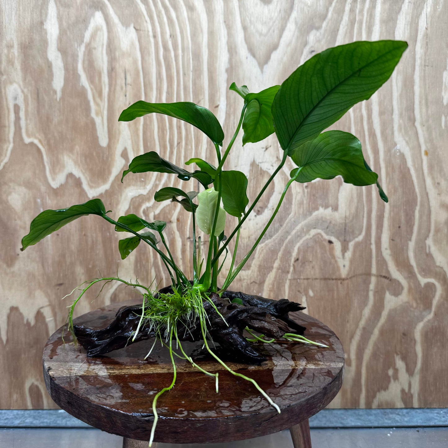 Pisces Enterprises One Only Anubias 'Old Type Barteri' on Medium Driftwood Creation - ONE ONLY - Dainty Anubias Old Barteri on Medium Driftwood - One Only Dramatic Scapeshop