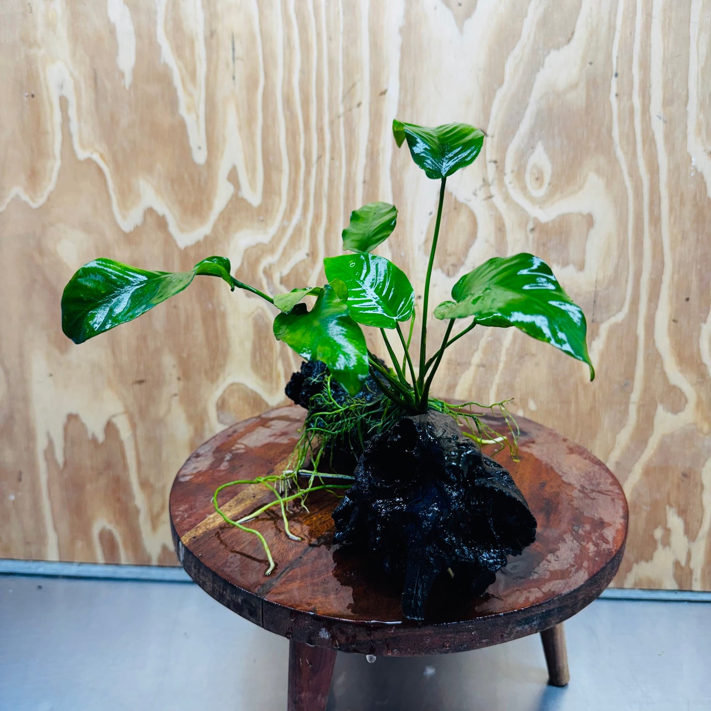 Pisces Enterprises One Only Anubias 'Old Type Barteri' on Medium Driftwood Creation - ONE ONLY - Dramatic Anubias Old Barteri on Medium Driftwood - One Only Dramatic Scapeshop