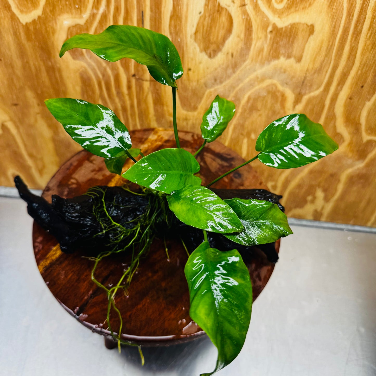 Pisces Enterprises One Only Anubias 'Old Type Barteri' on Medium Driftwood Creation - ONE ONLY - Dramatic Anubias Old Barteri on Medium Driftwood - One Only Dramatic Scapeshop