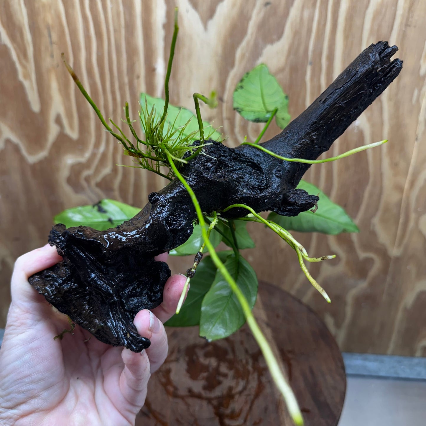Pisces Enterprises One Only Anubias 'Old Type Barteri' on Medium Driftwood Creation - ONE ONLY - Dramatic Anubias Old Barteri on Medium Driftwood - One Only Dramatic Scapeshop